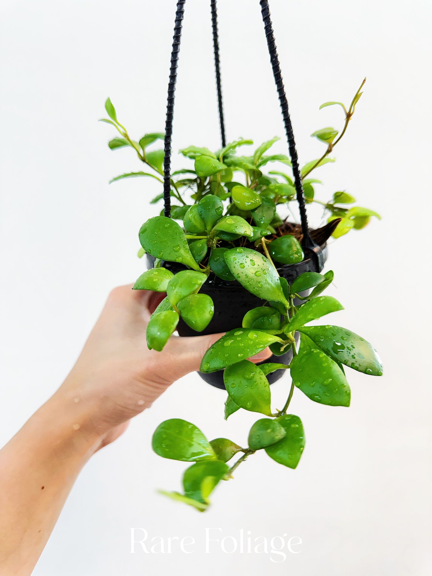 Hoya Heuschkeliana Yellow Flower 4” Hanging Basket - US SELLER