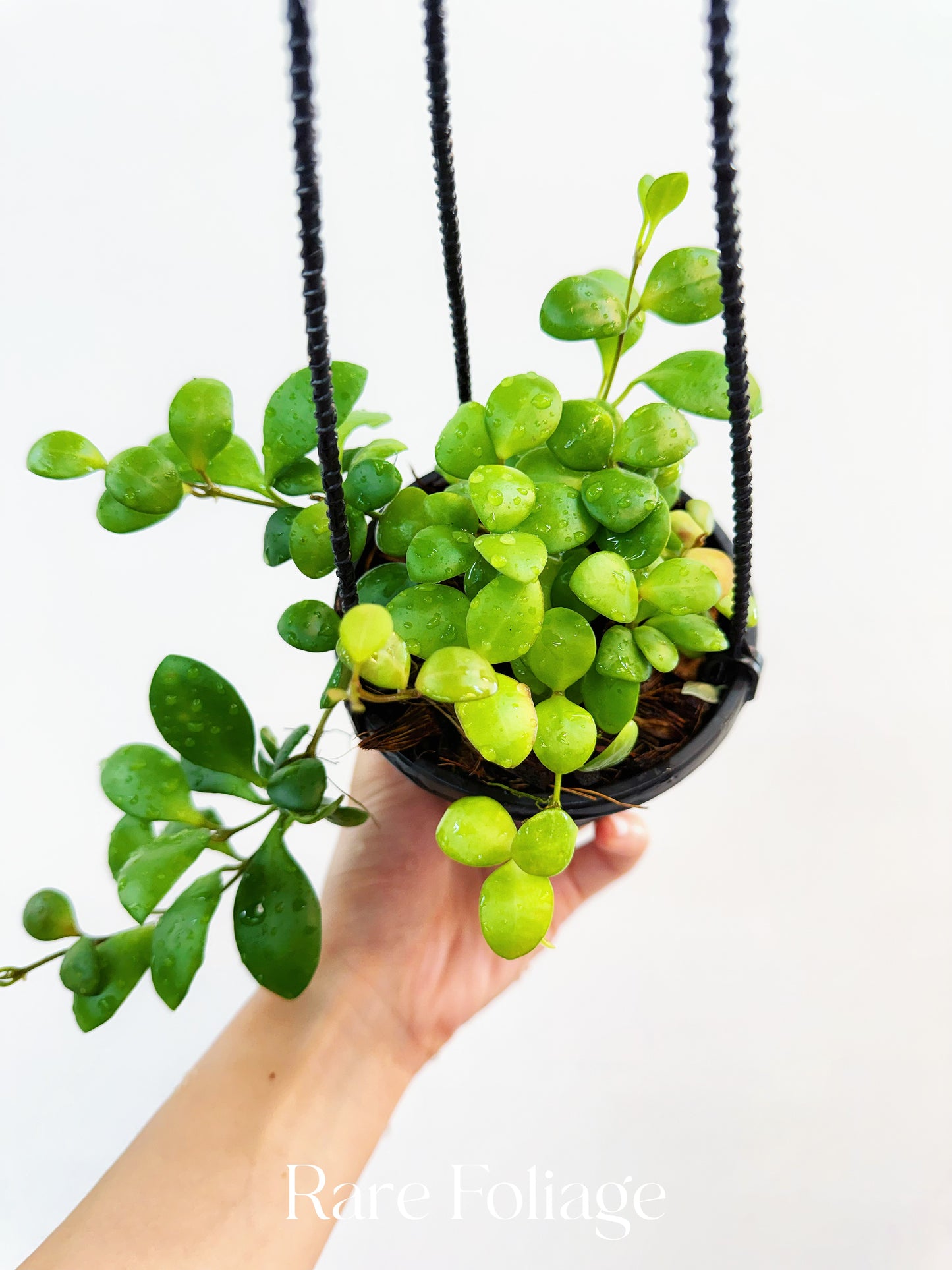 Hoya Heuschkeliana Yellow Flower 4” Hanging Basket - US SELLER