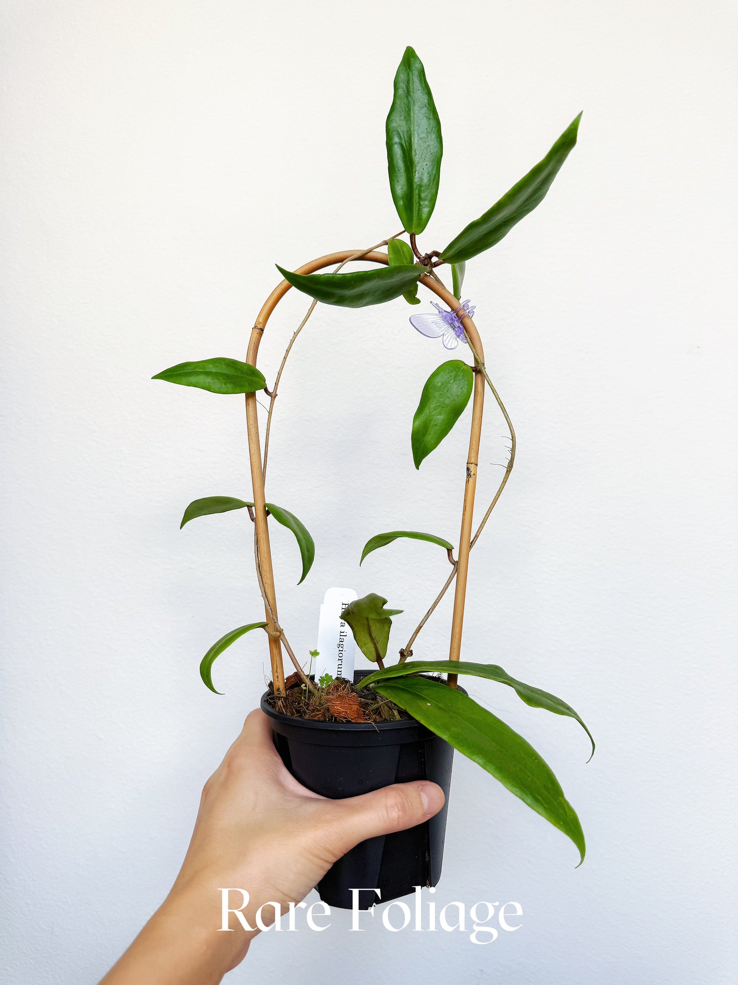 Hoya Ilagiorum 4"