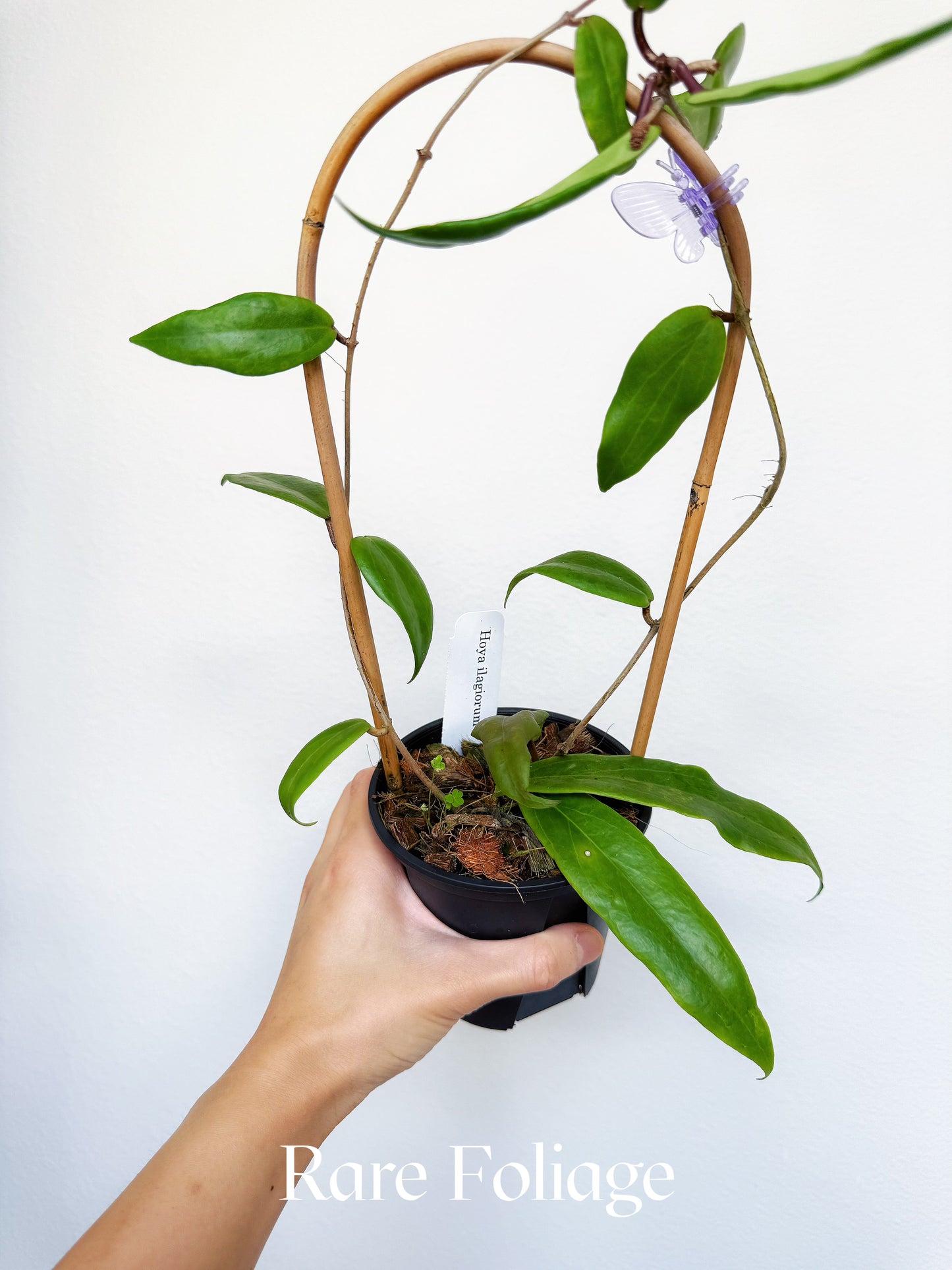 Hoya Ilagiorum 4"