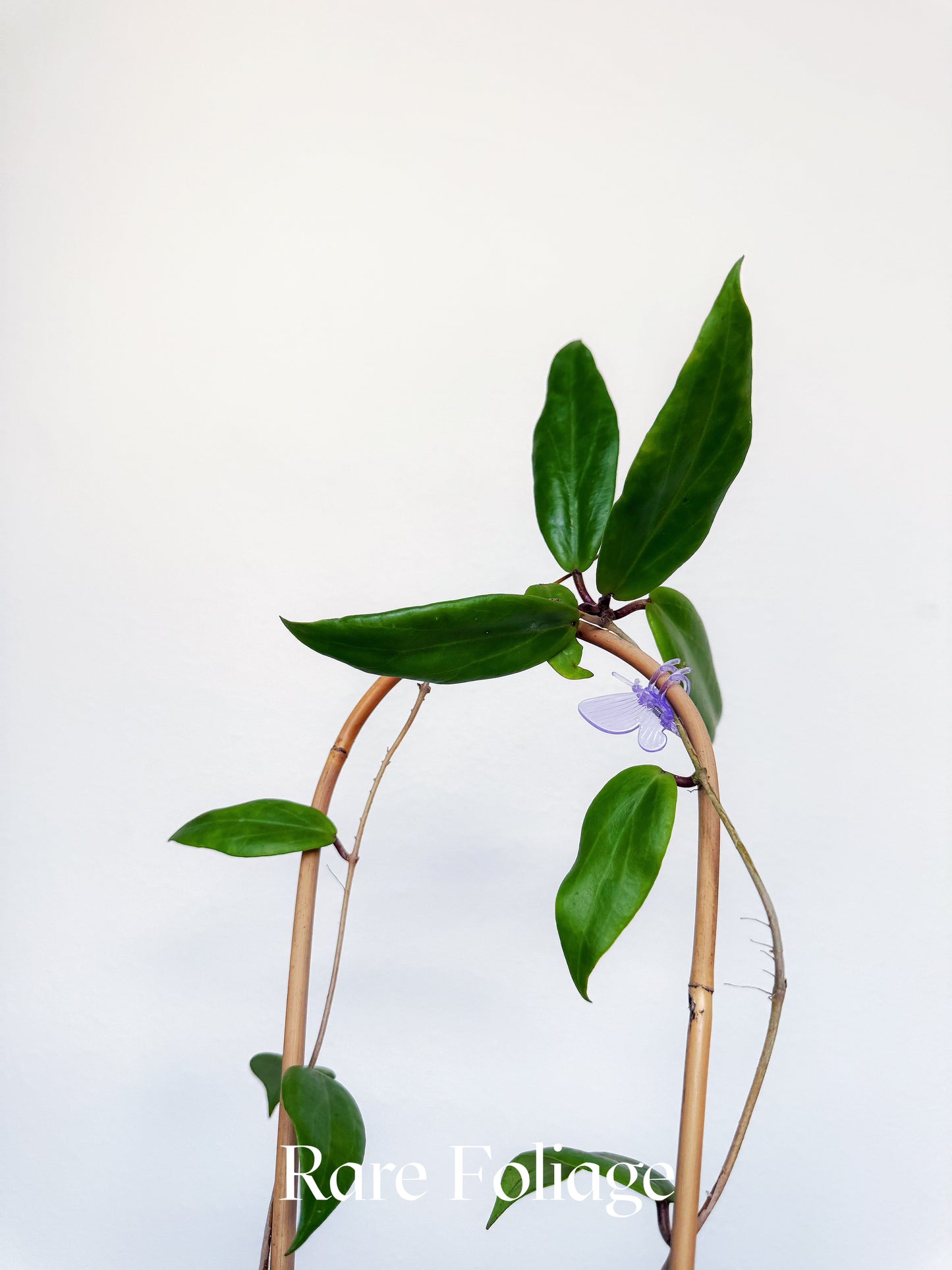 Hoya Ilagiorum 4"