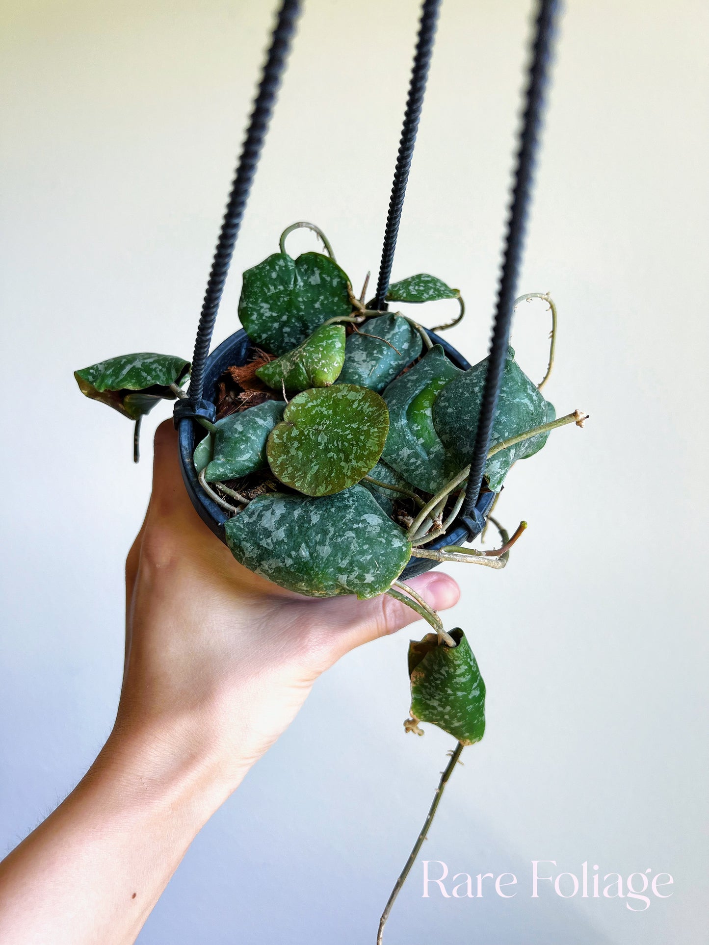 Hoya Imbricata 4" Hanging Basket