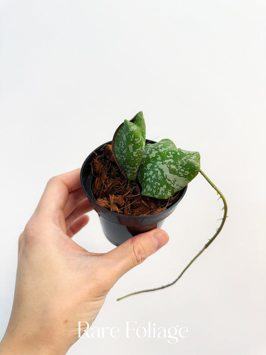 Hoya Imbricata 3"