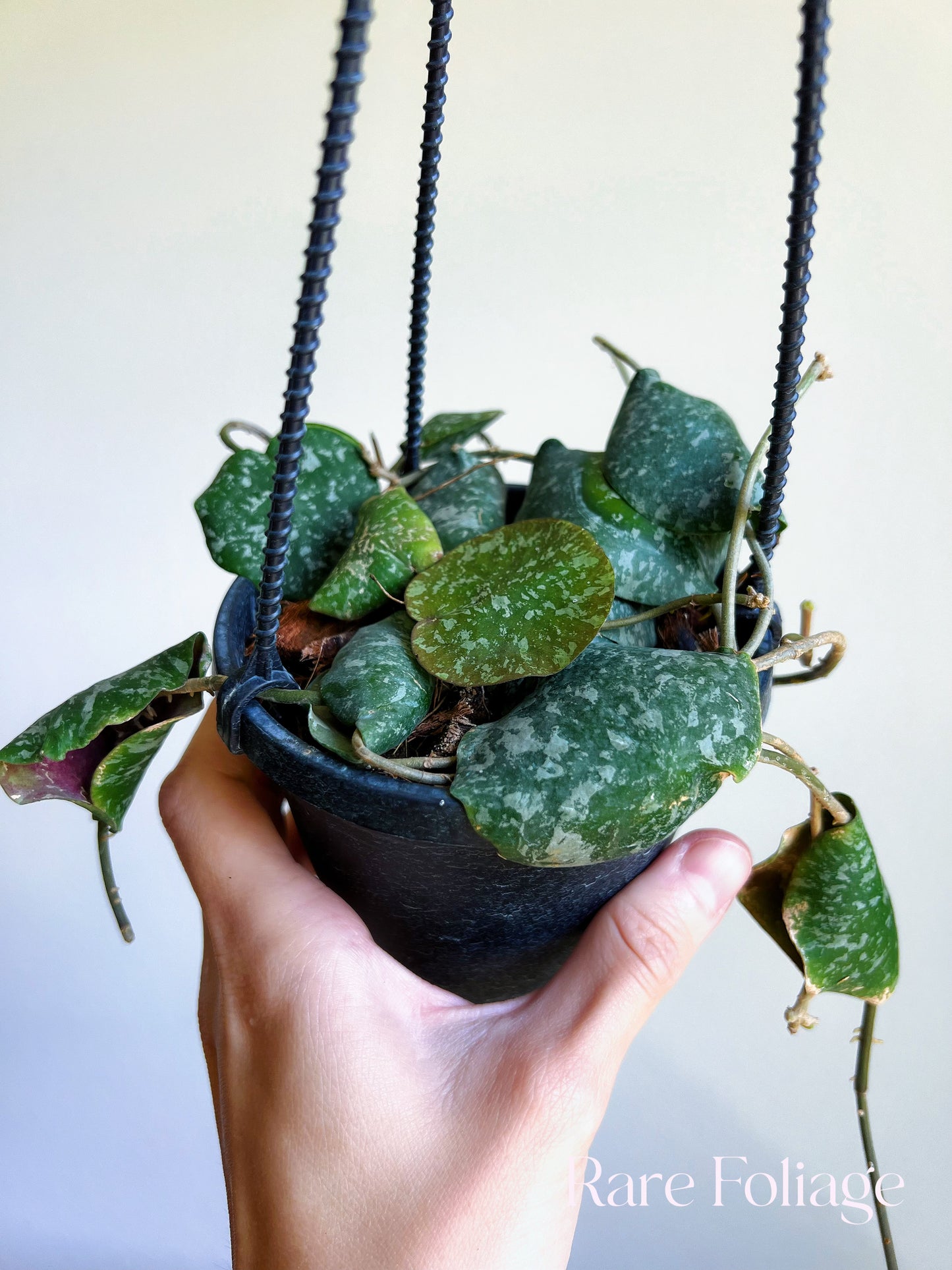 Hoya Imbricata 4" Hanging Basket