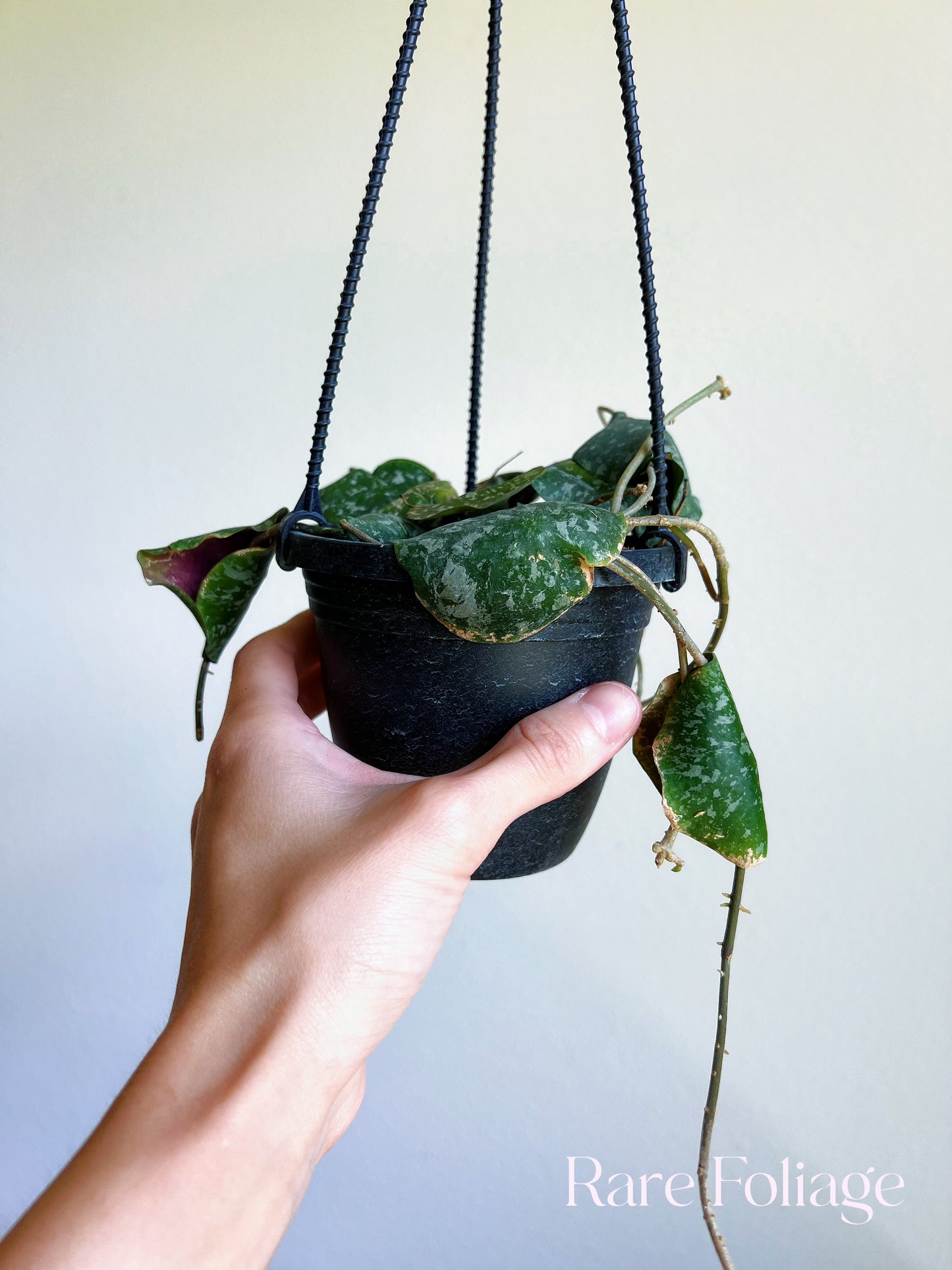 Hoya Imbricata 4" Hanging Basket