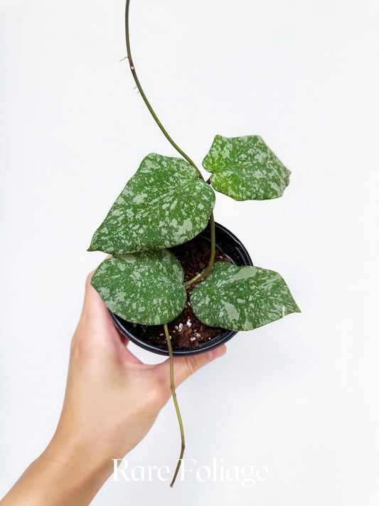 Hoya Imbricata x Cinnamomifolia 4"