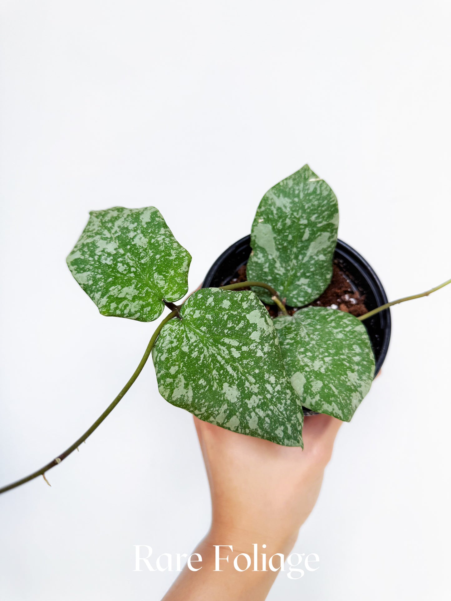Hoya Imbricata x Cinnamomifolia 4"