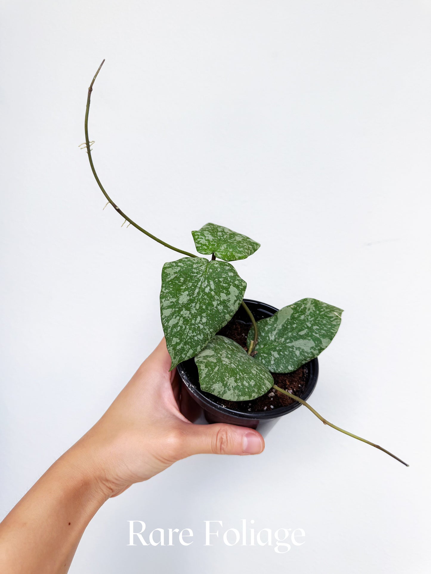 Hoya Imbricata x Cinnamomifolia 4"