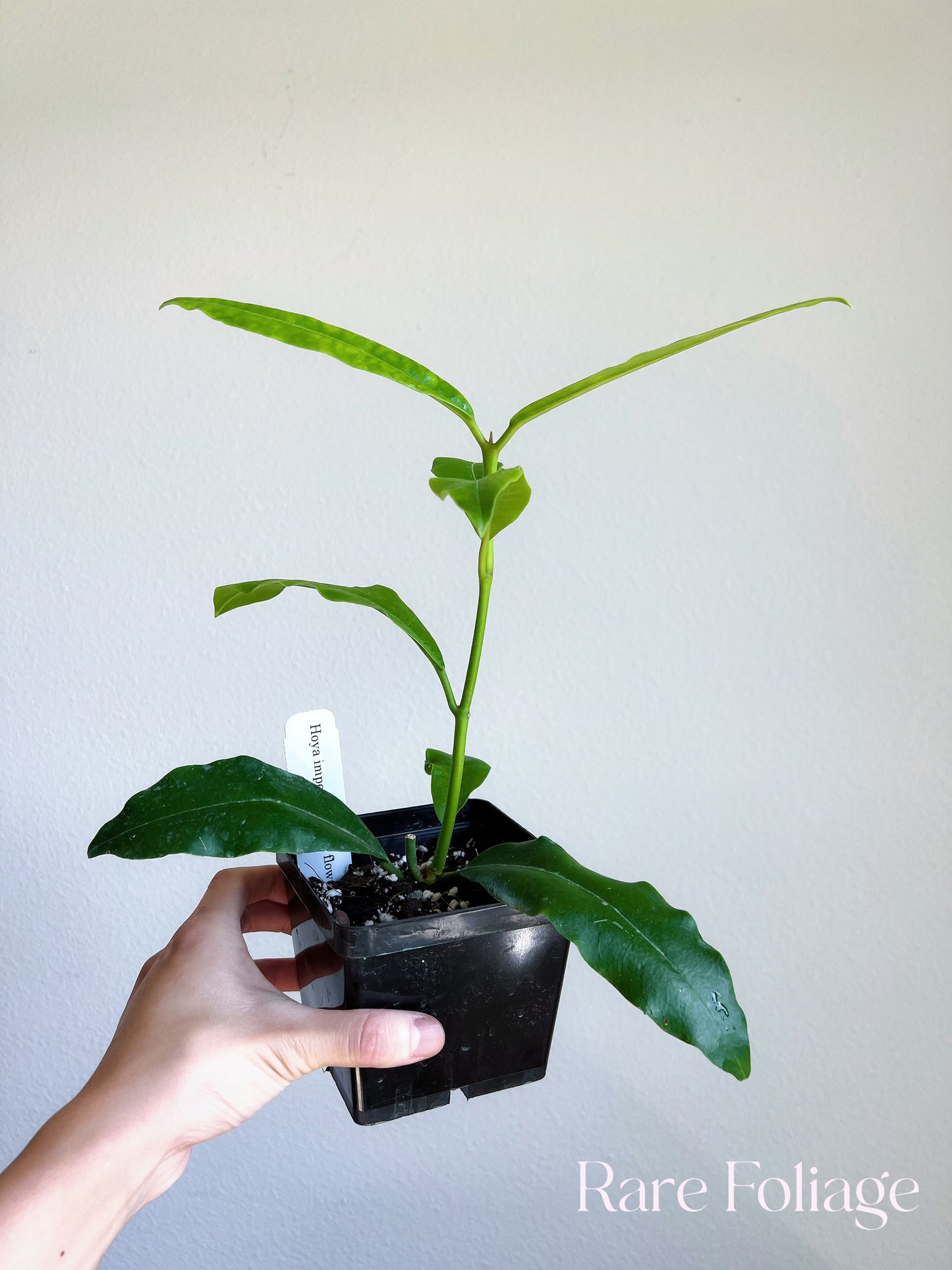 Hoya Imperialis Red Flower 4"