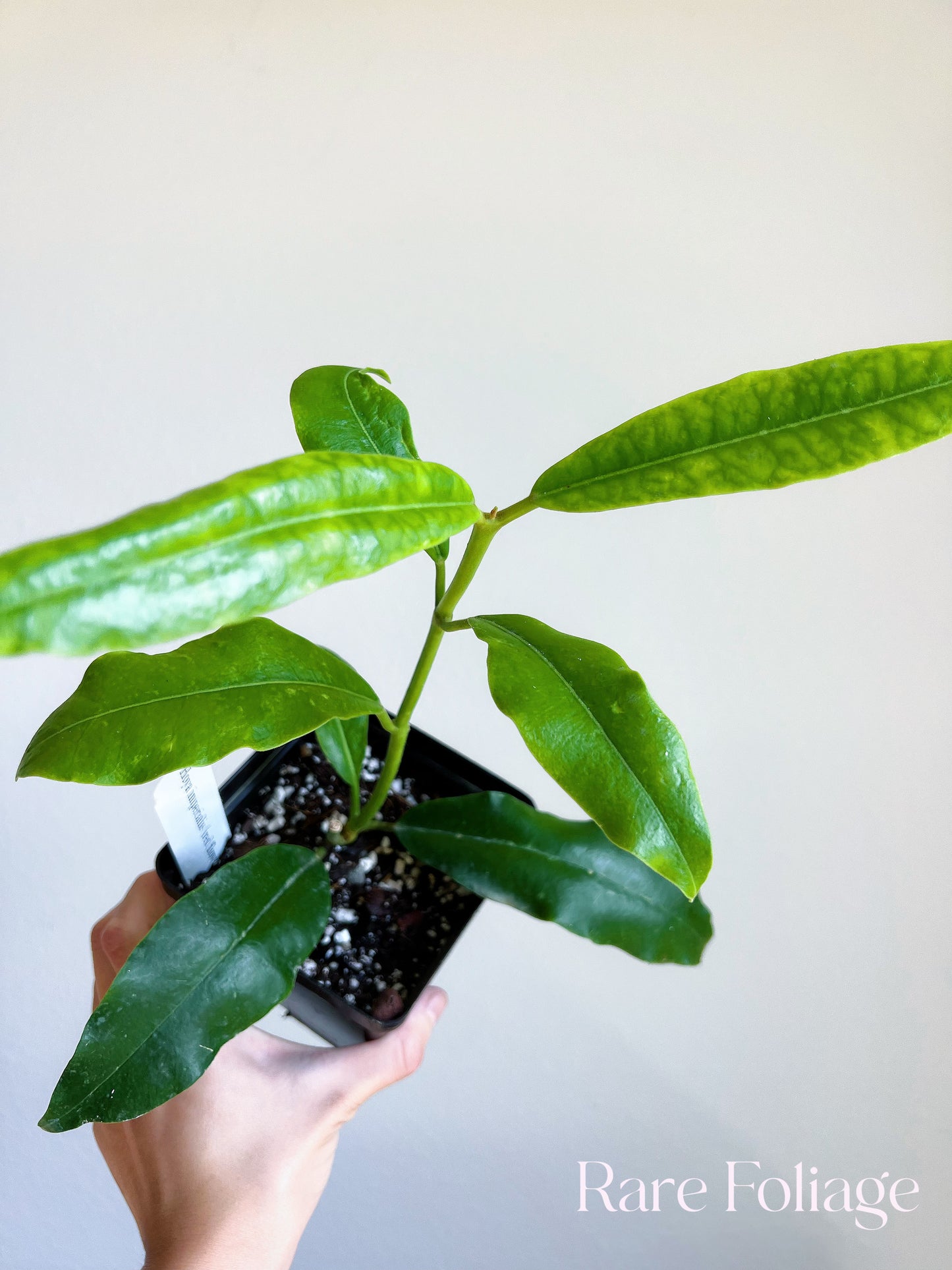 Hoya Imperialis Red Flower 4"