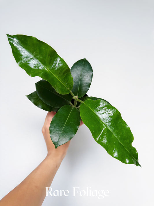 Hoya Imperialis White Flower 4”