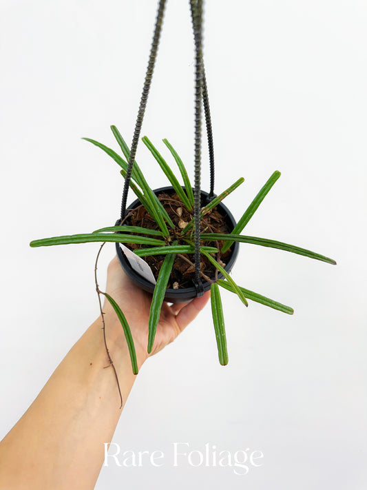 Hoya Insularis 4" Hanging Basket