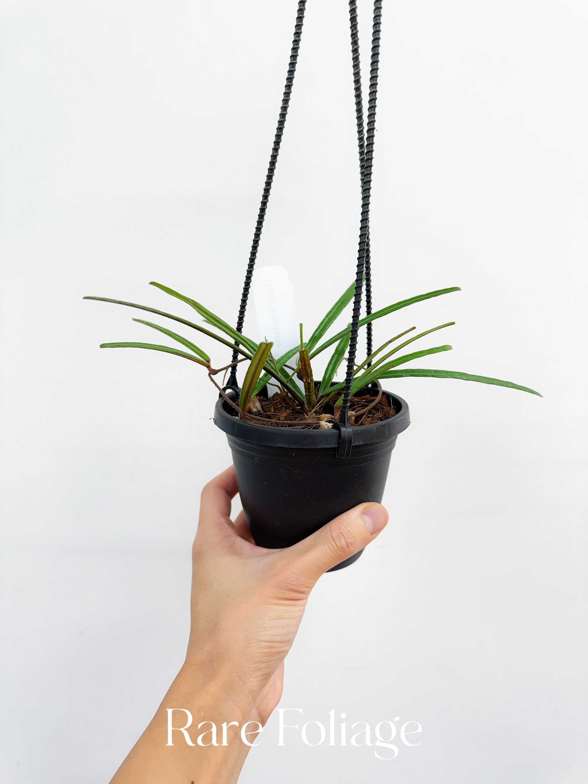 hoya plant hanging basket Hoya Insularis 4" Hanging Basket – Rare Foliage Plant Co