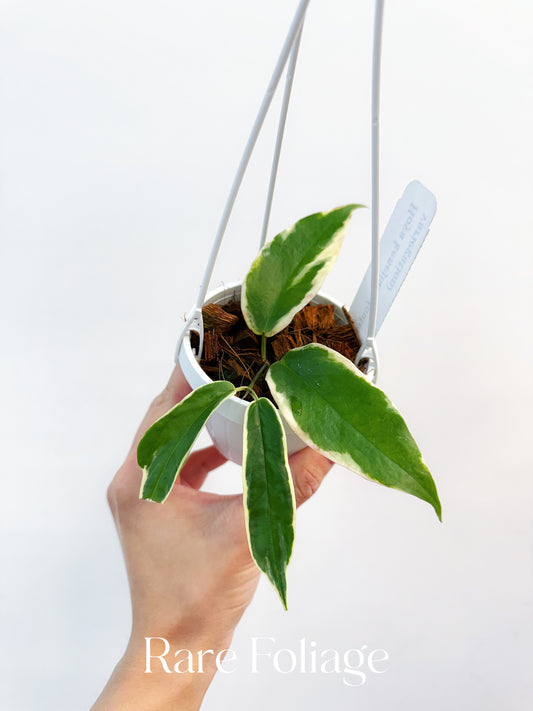 Hoya Kenejiana Outer Variegated 3"