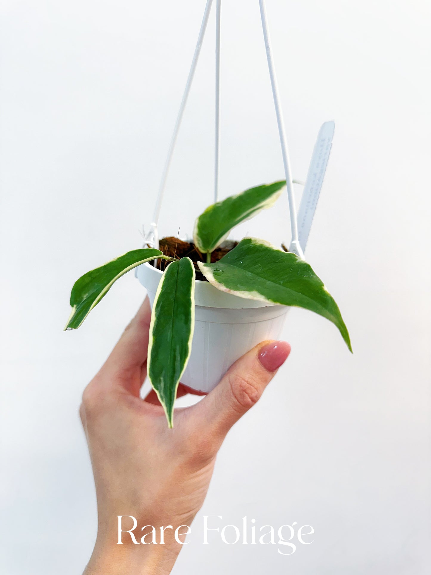 Hoya Kenejiana Outer Variegated 3"