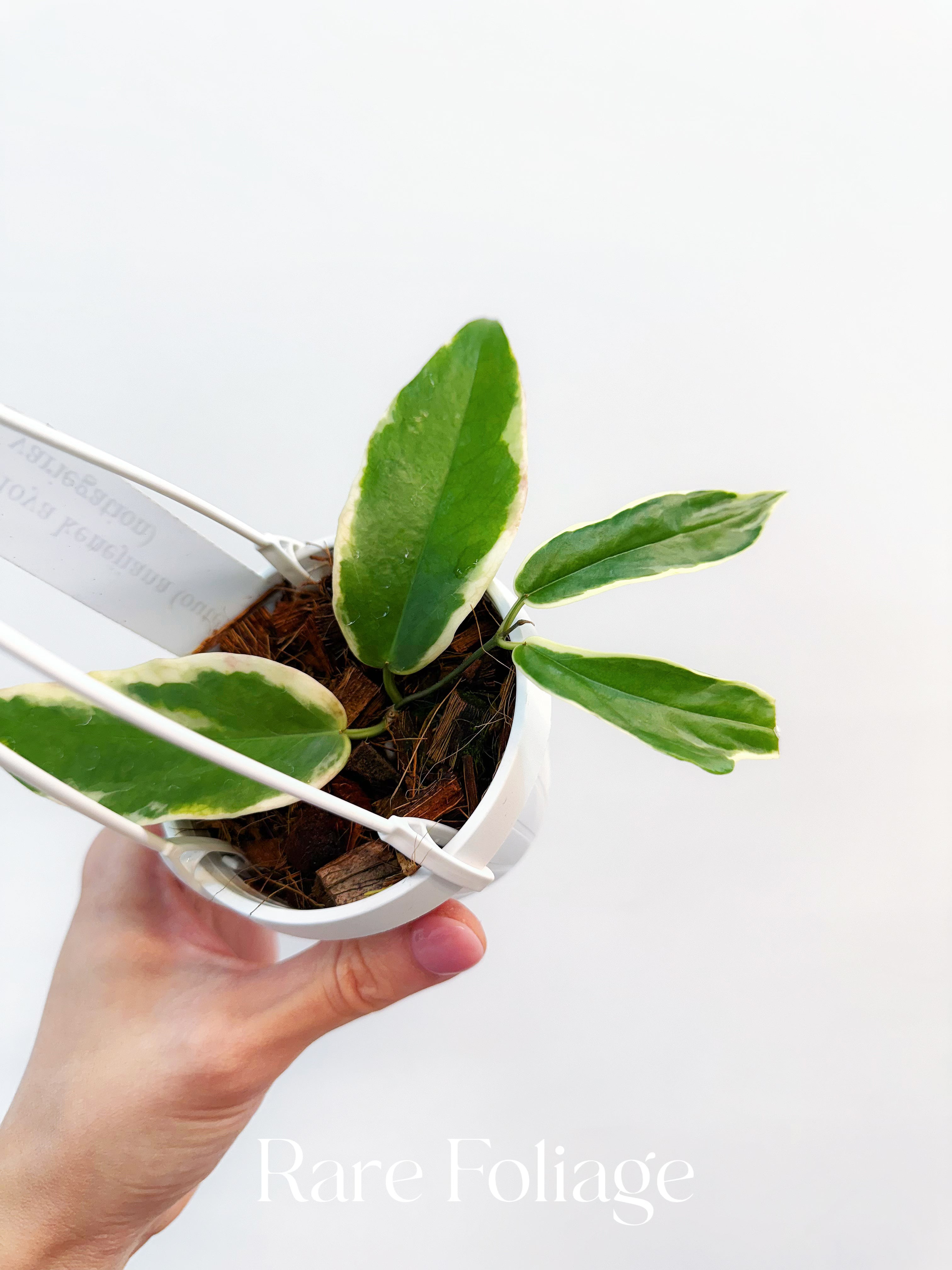 Hoya Kenejiana Outer Variegated - Thumbnail 2