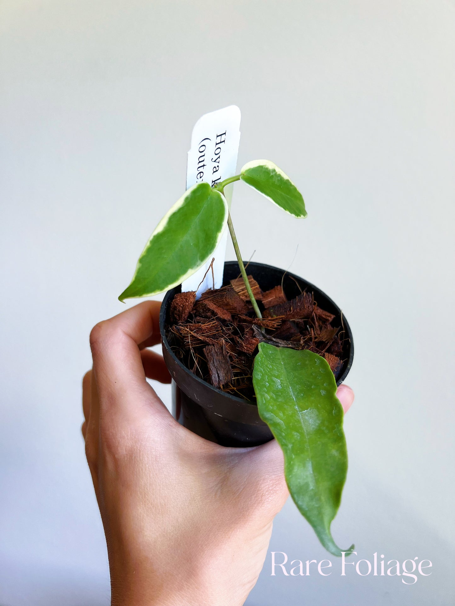 Hoya Kenejiana Outer Variegated 3"