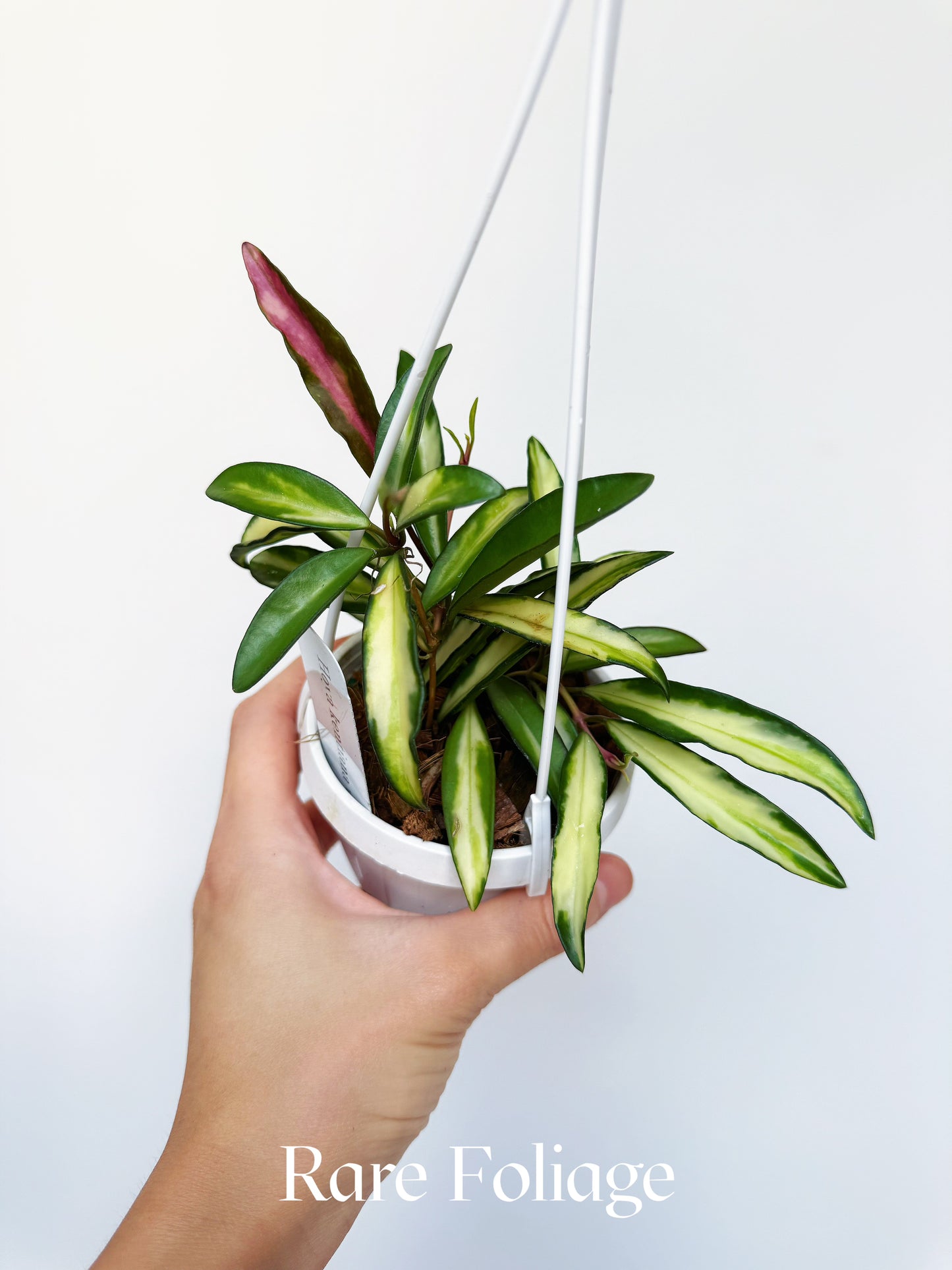 Hoya Kentiana Variegated 3" Hanging Basket