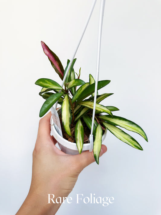 Hoya Kentiana Variegated 3" Hanging Basket