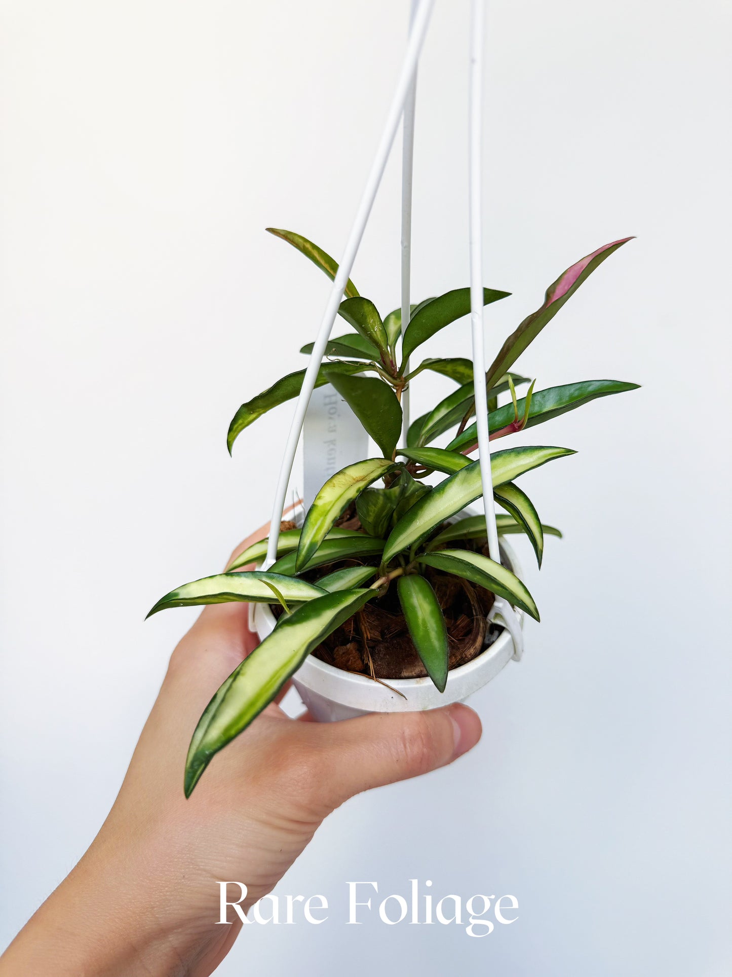 Hoya Kentiana Variegated 3" Hanging Basket