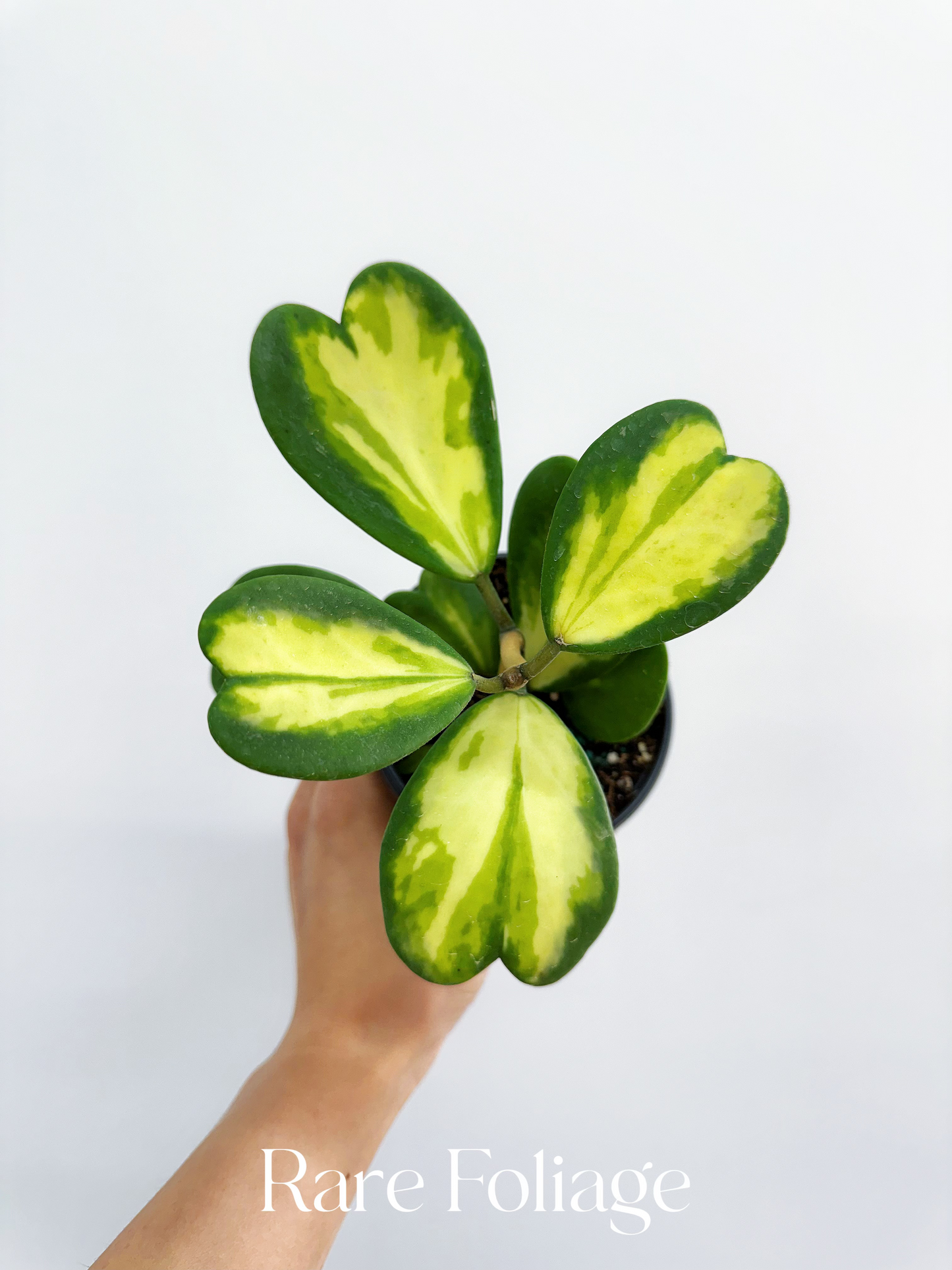 Hoya Kerri Inner Variegated 4”