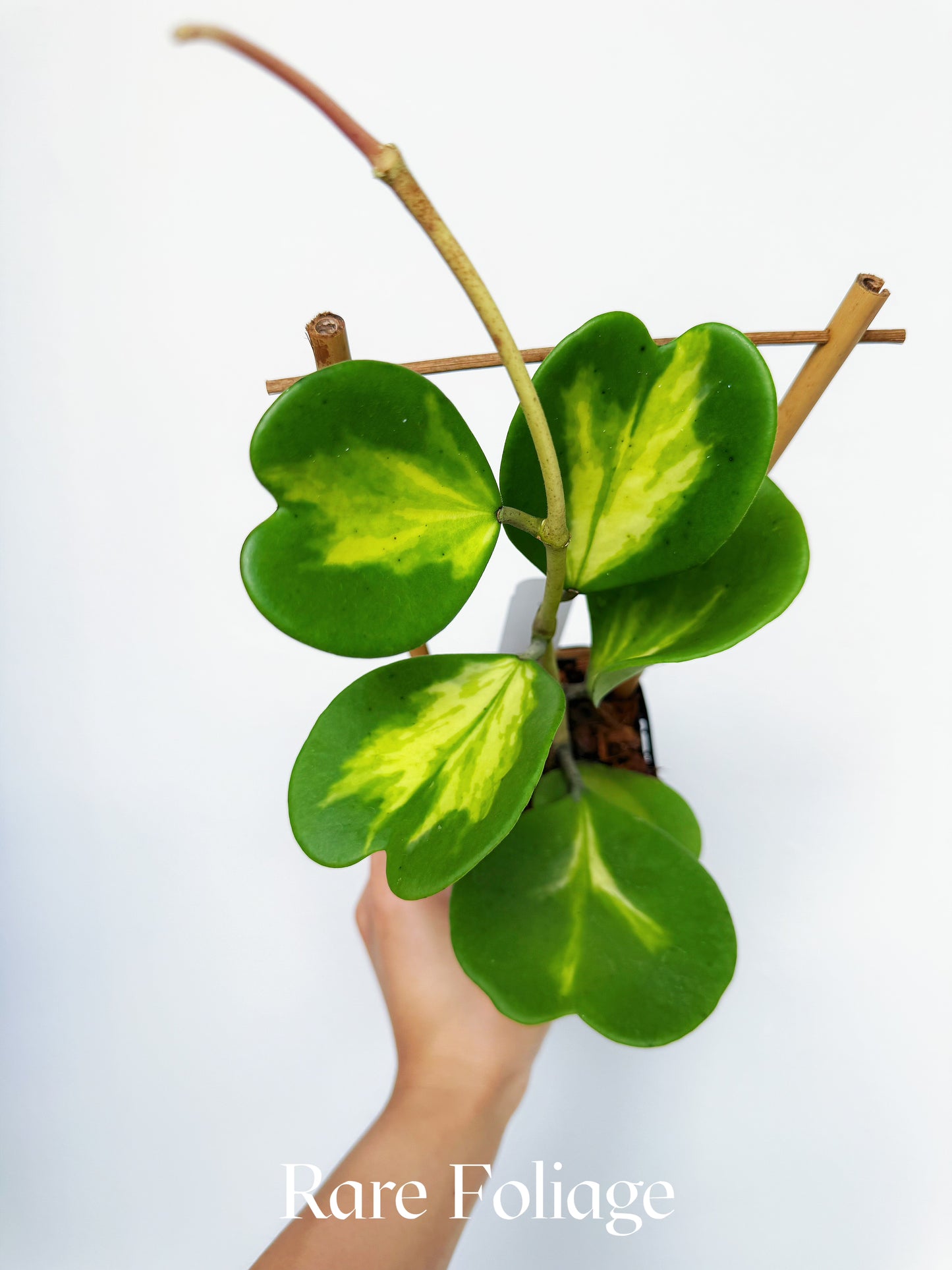 Hoya Kerri Inner Variegated 4" with Trellis