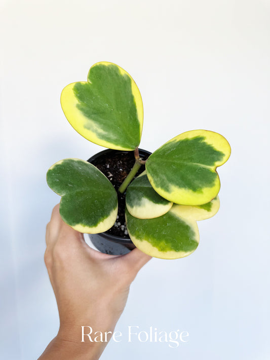 Hoya Kerri Outer Variegated 4"