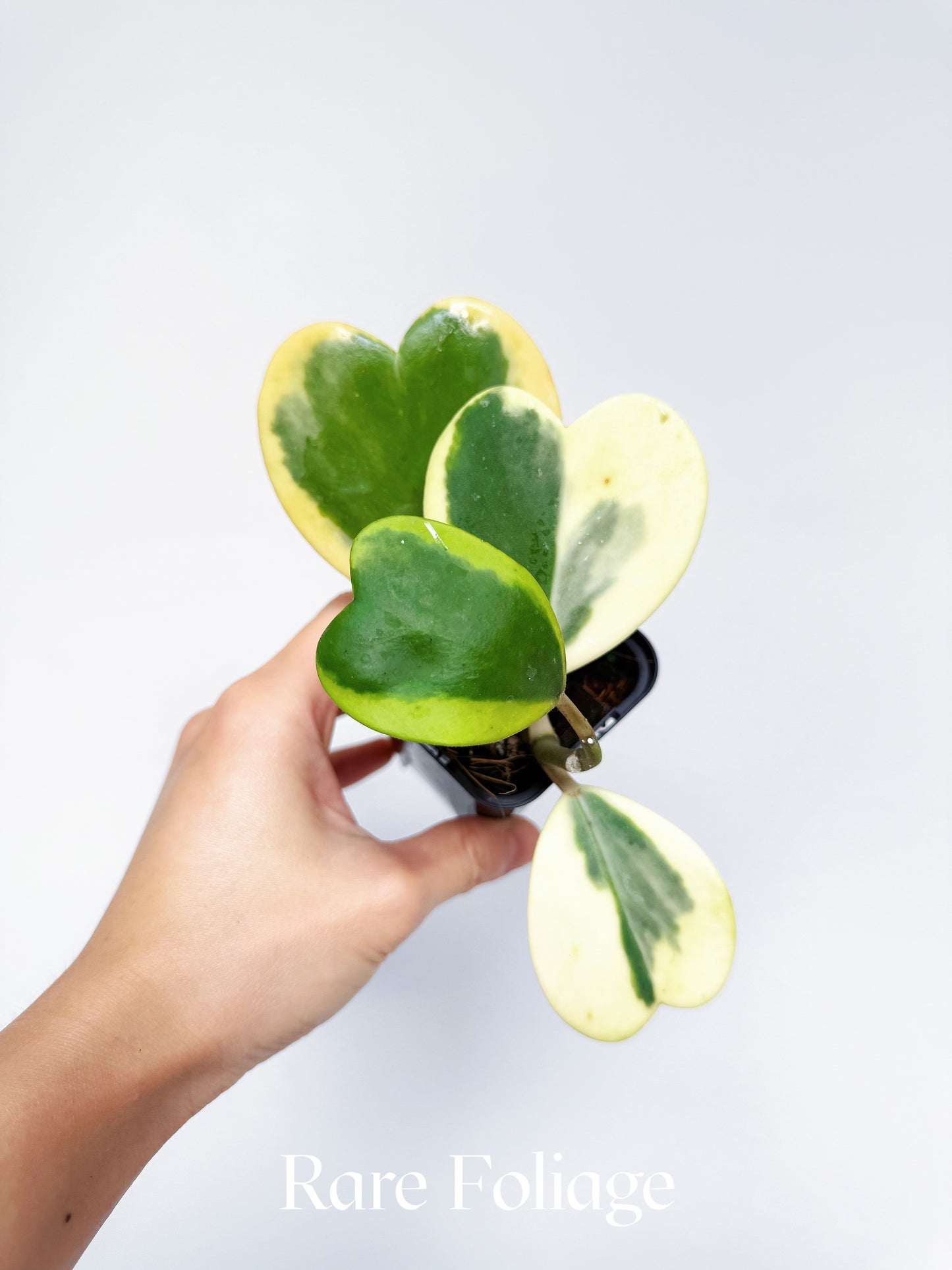 Hoya Kerri Outer Variegated 3"