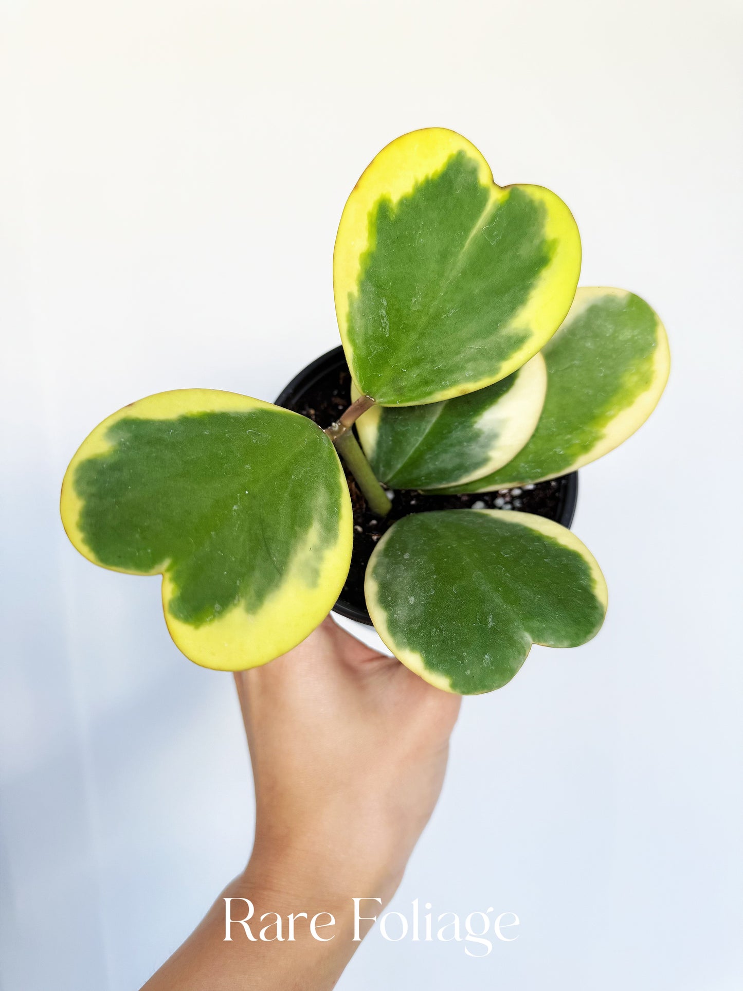 Hoya Kerri Outer Variegated 4"
