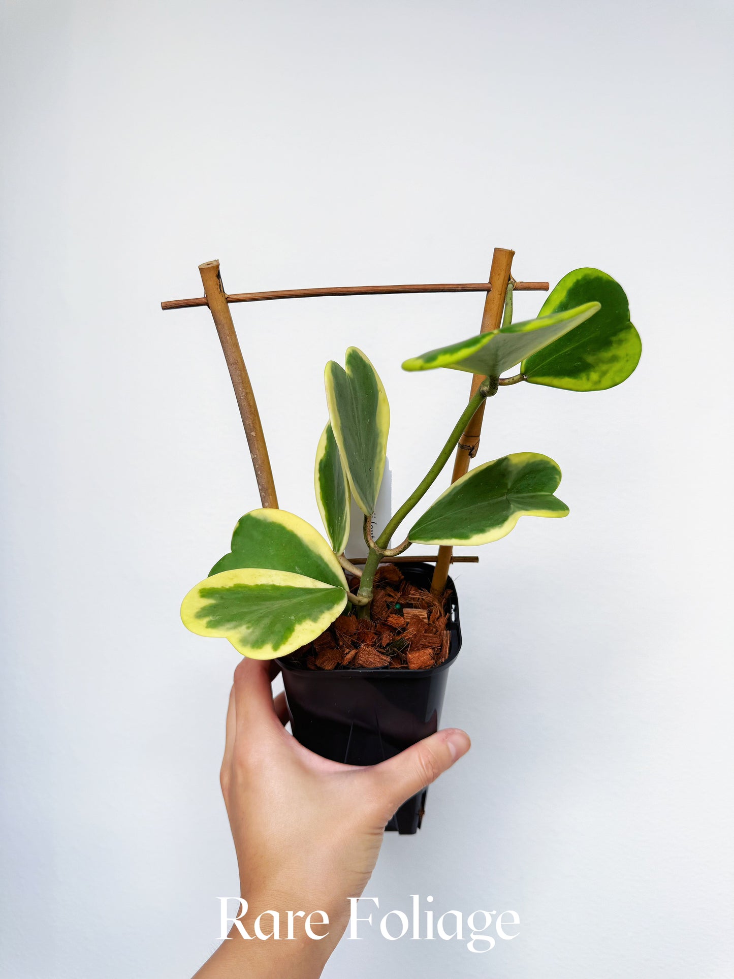 Hoya Kerri Outer Variegated 4" with Trellis