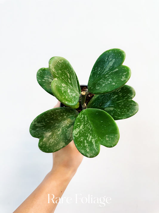 Hoya Kerrii Splash Variegated 4”