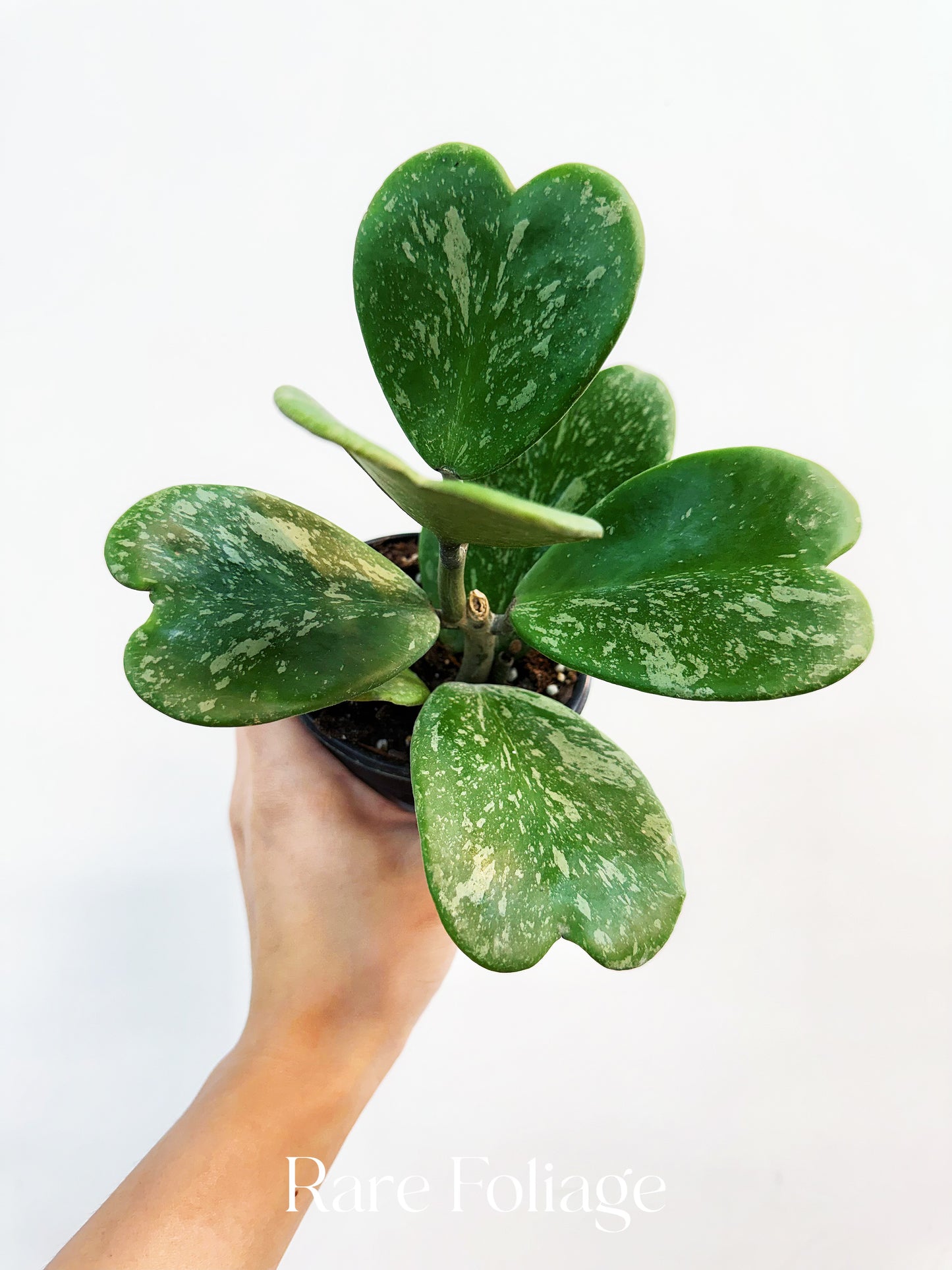 Hoya Kerrii Splash Variegated 4”