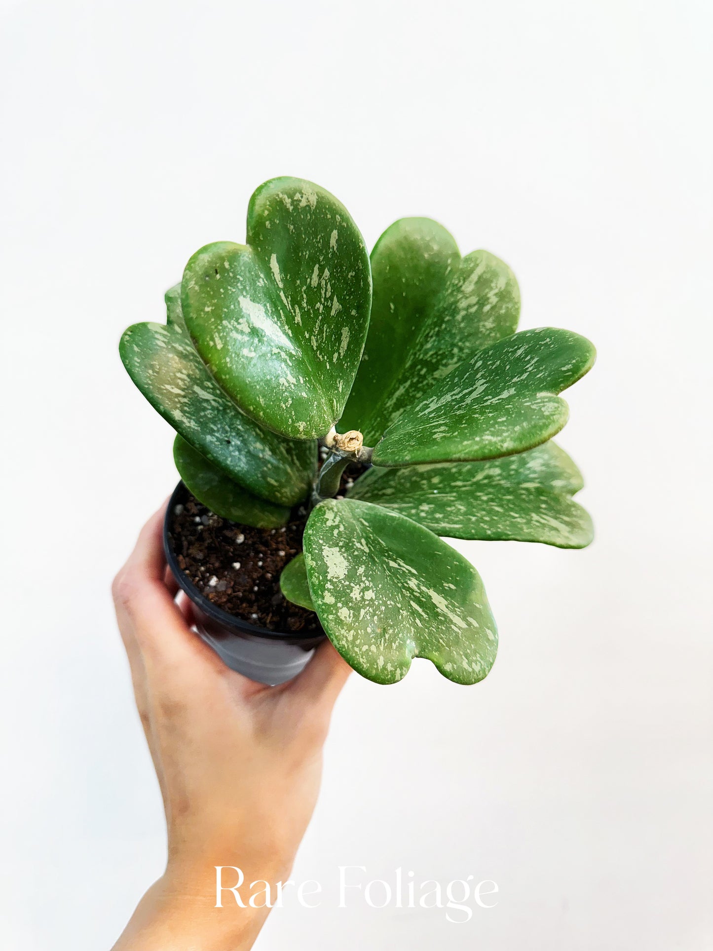 Hoya Kerrii Splash Variegated 4”