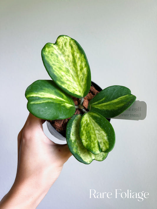 Hoya Kerrii ‘Picta Spot’ Inner Variegated 4”