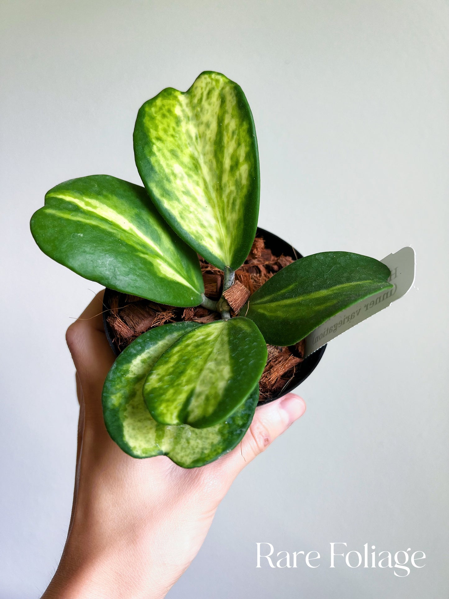 Hoya Kerrii ‘Picta Spot’ Inner Variegated 4”