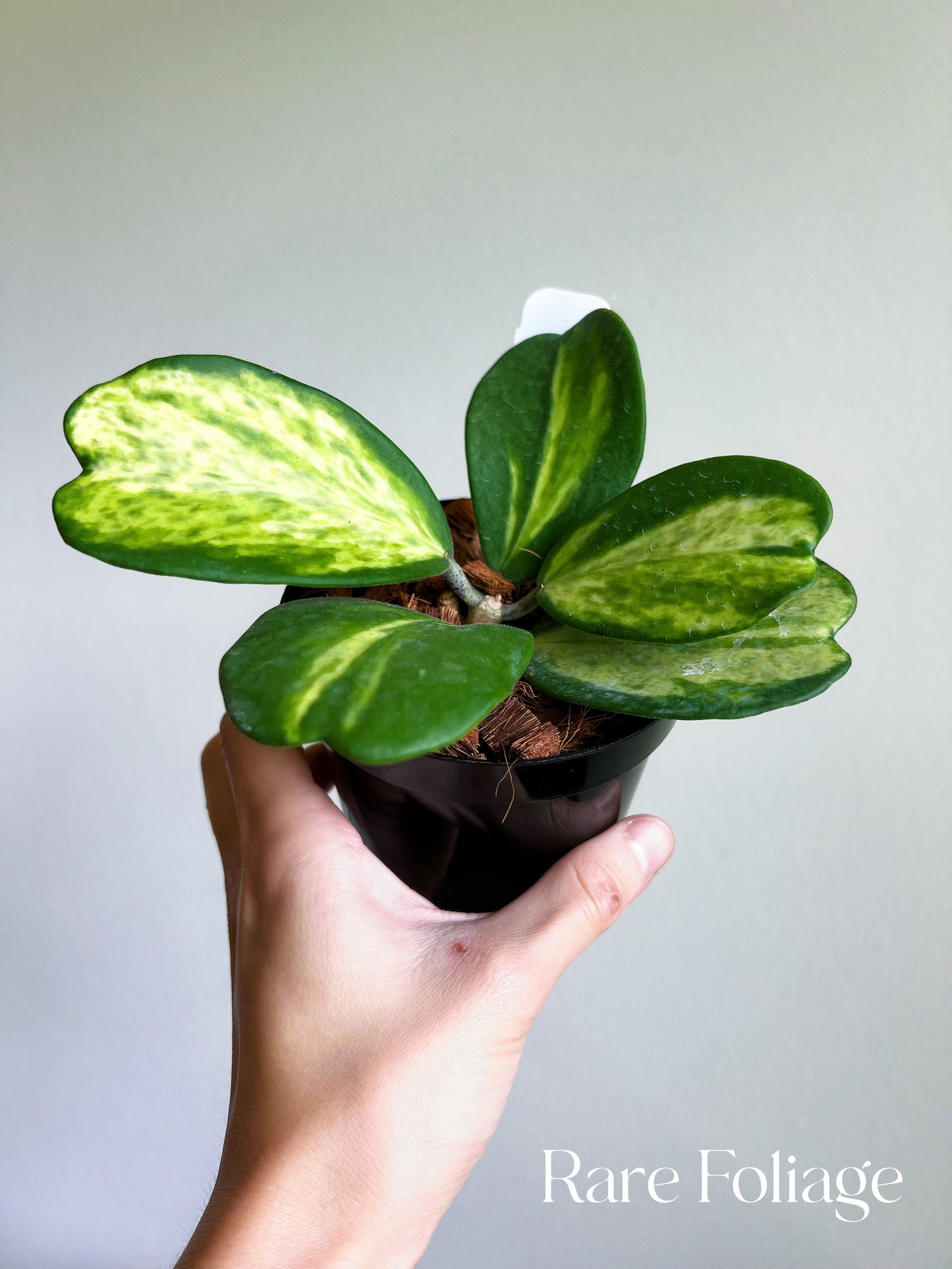 Hoya Kerrii ‘Picta Spot’ Inner Variegated 4”