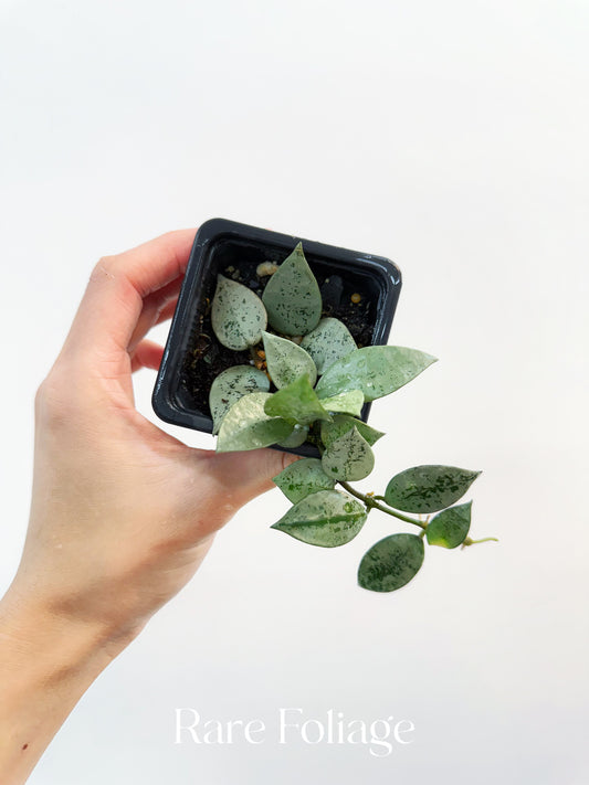 Hoya Khroniana Super Silver 3"