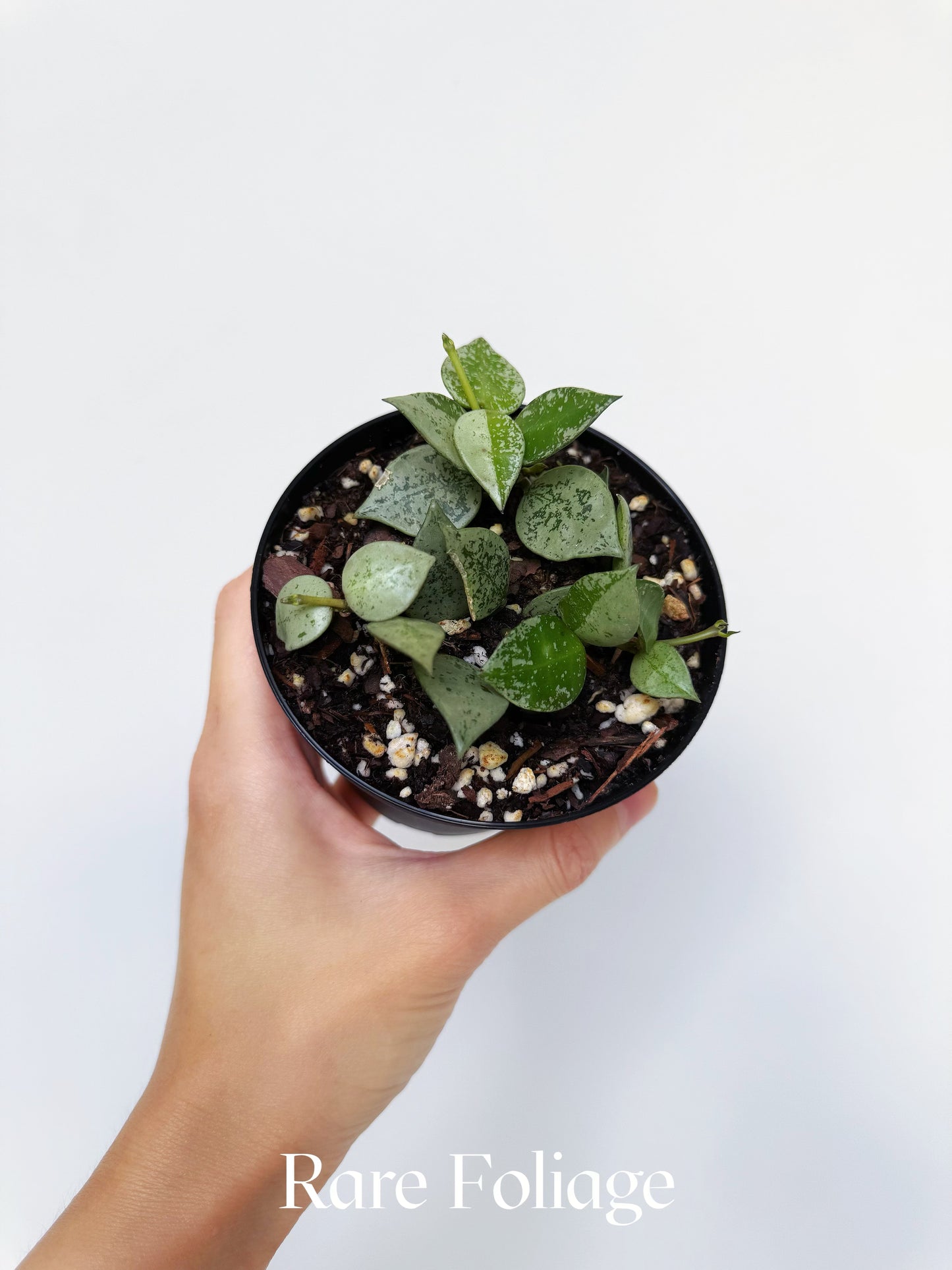 Hoya Khroniana Super Silver 4"