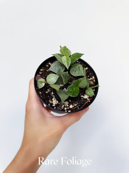 Hoya Khroniana Super Silver 4"