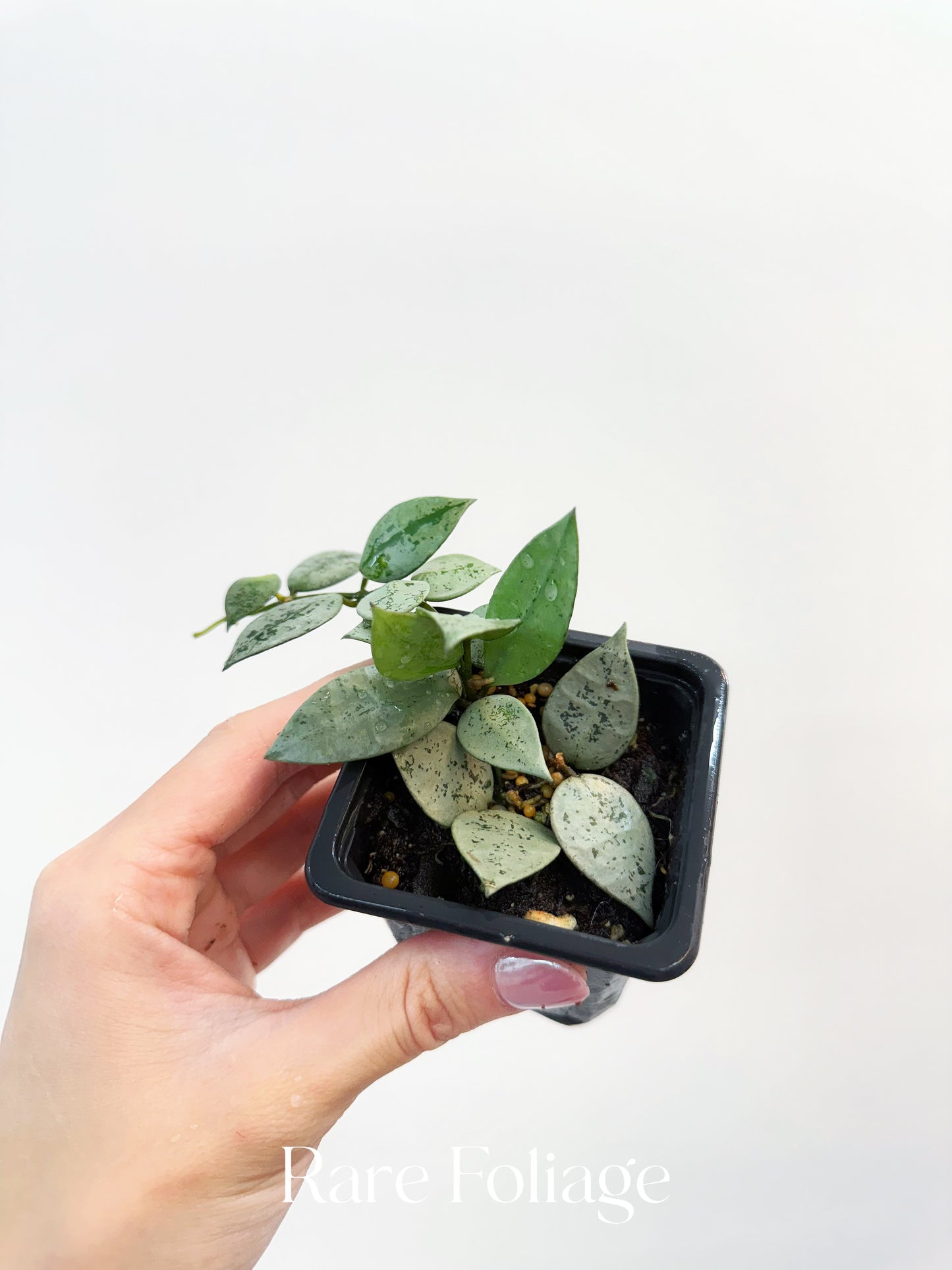 Hoya Khroniana Super Silver 3"