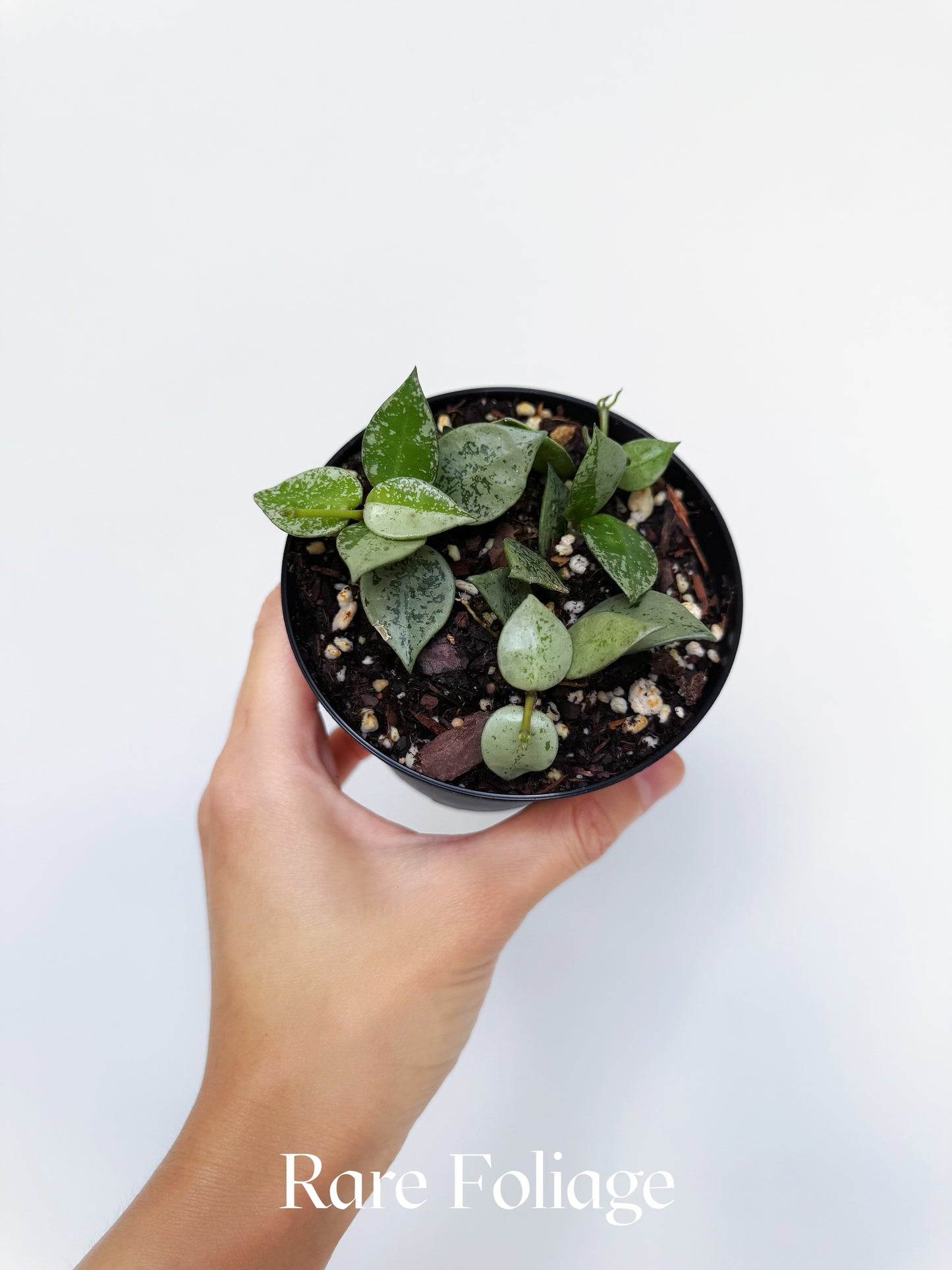 Hoya Khroniana Super Silver 4"