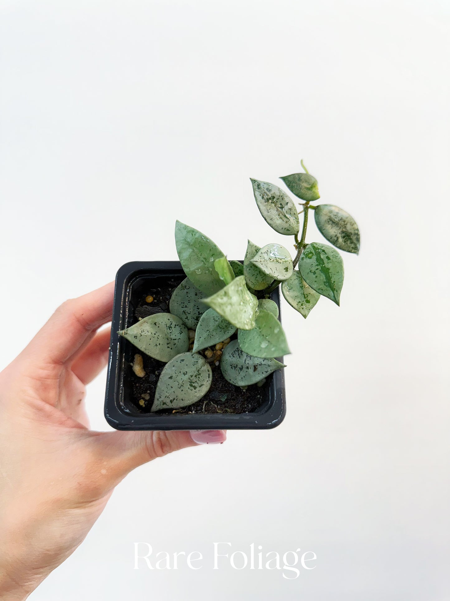 Hoya Khroniana Super Silver 3"