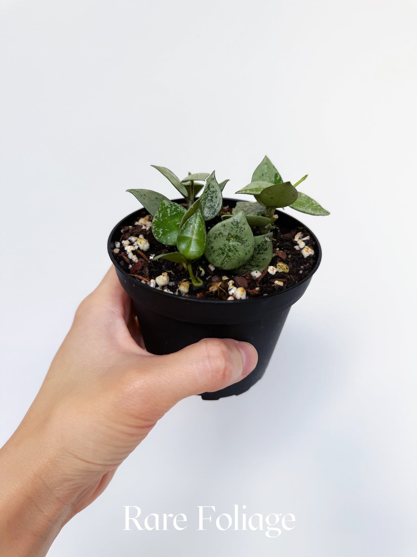 Hoya Khroniana Super Silver 4"