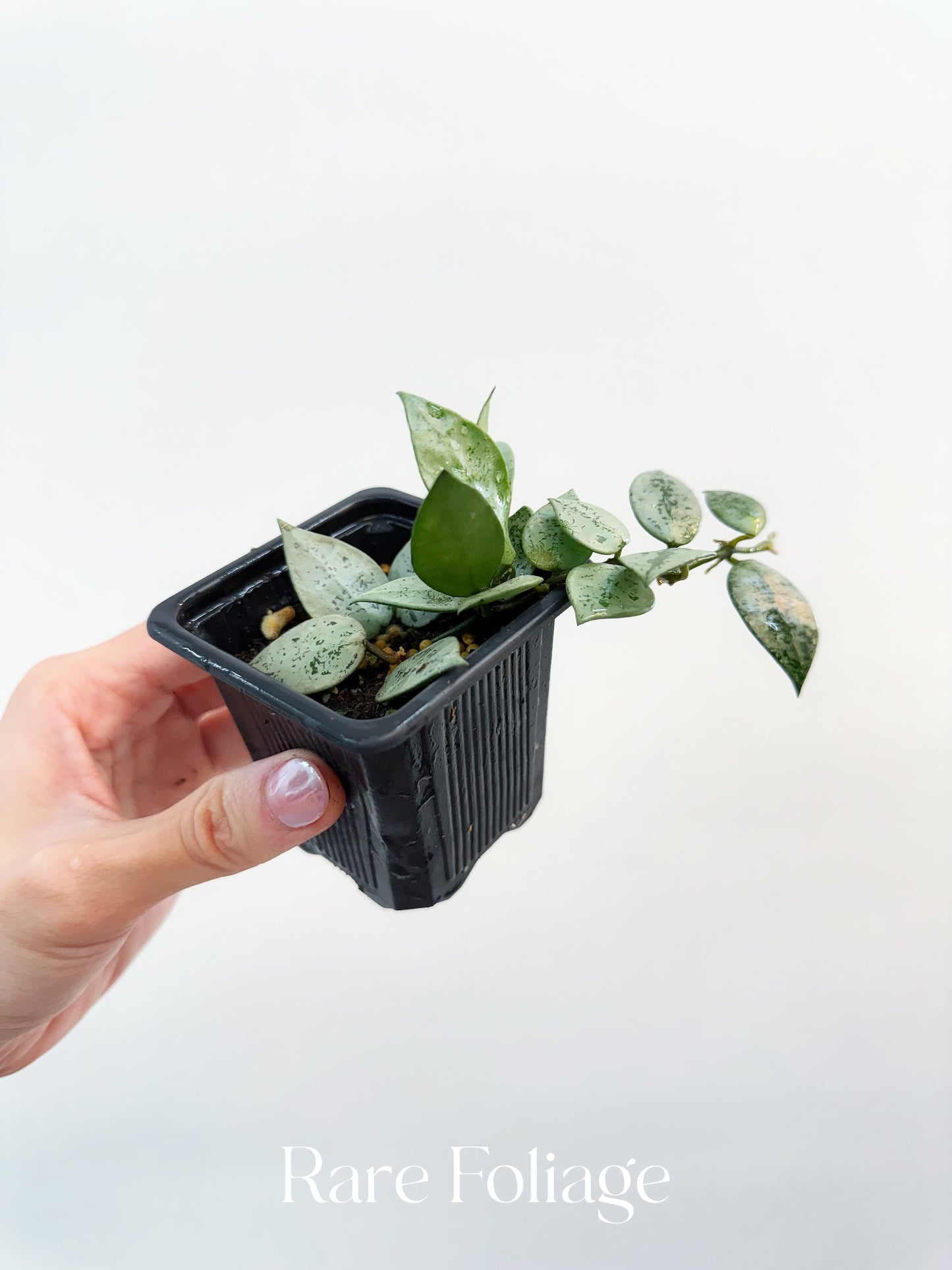 Hoya Khroniana Super Silver 3"