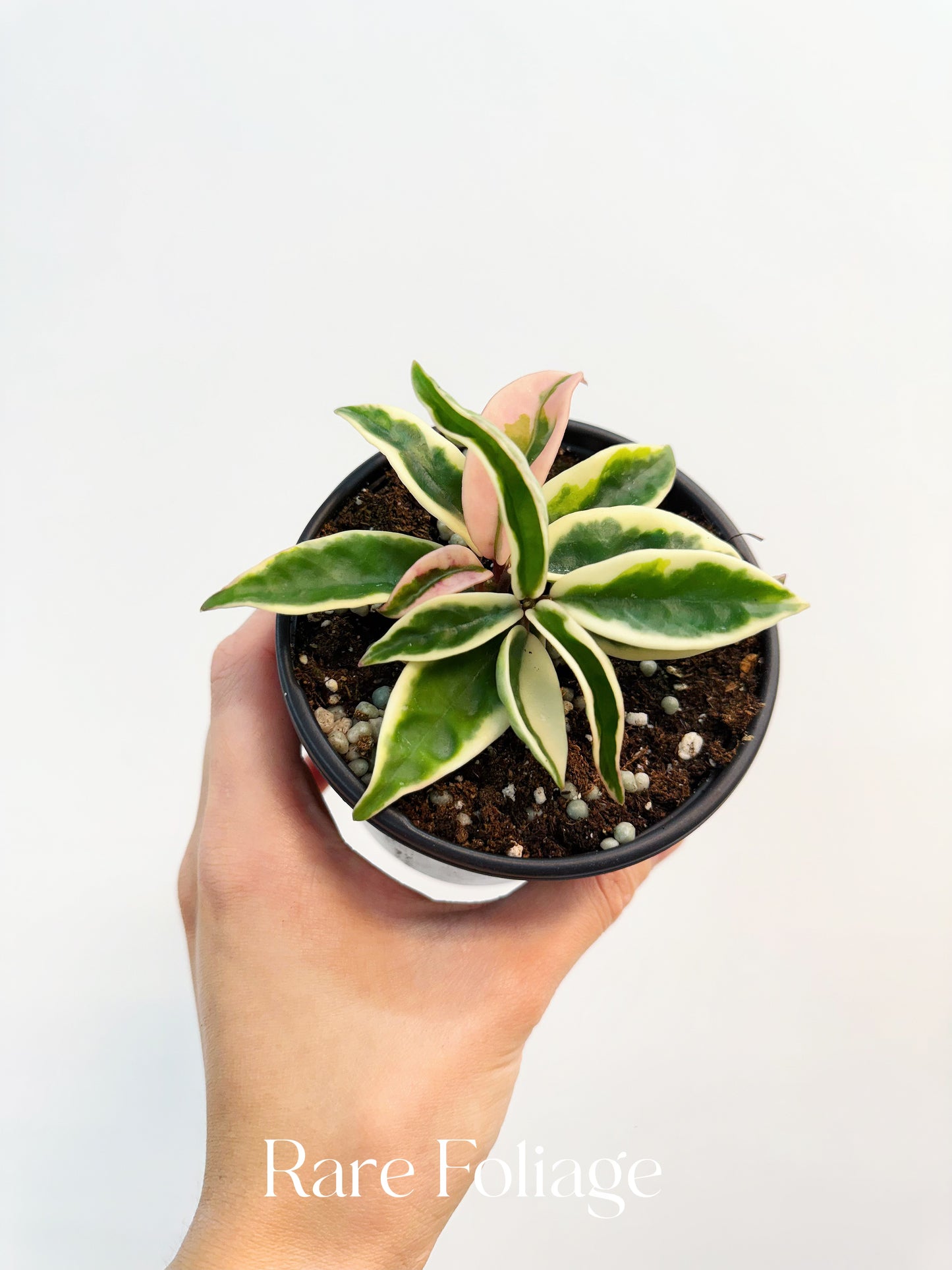 Hoya Krinkle 8 Albo Marginata 4"