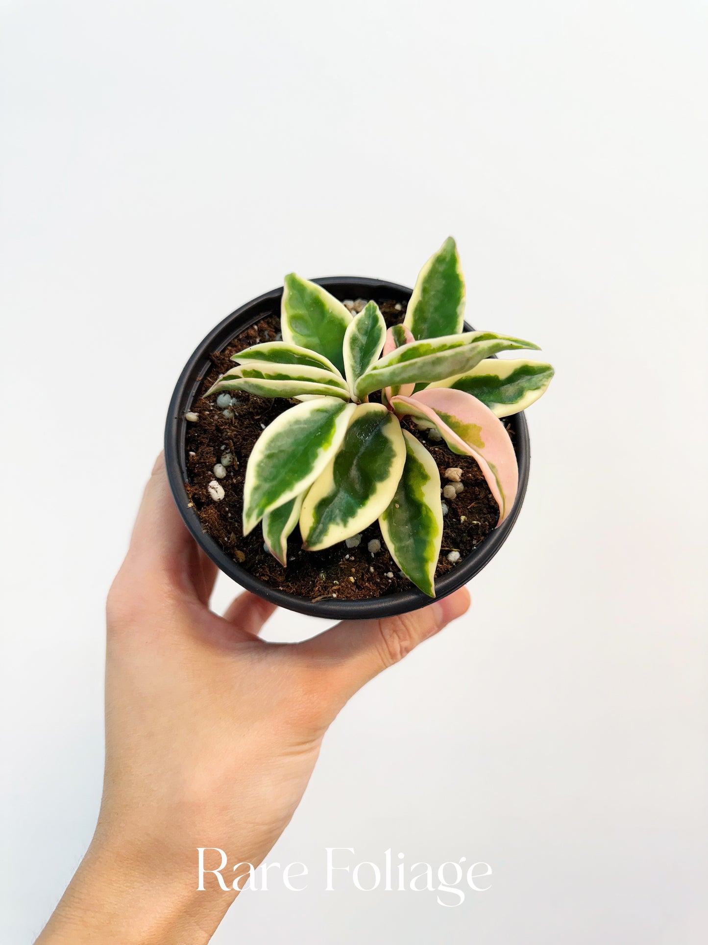 Hoya Krinkle 8 Albo Marginata 4"