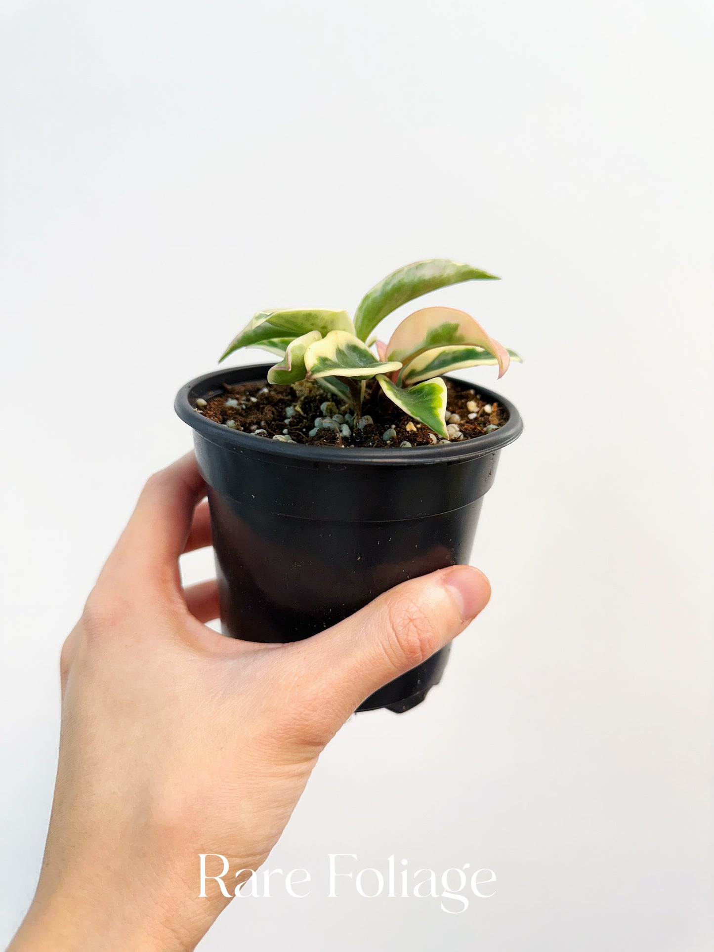 Hoya Krinkle 8 Albo Marginata 4"