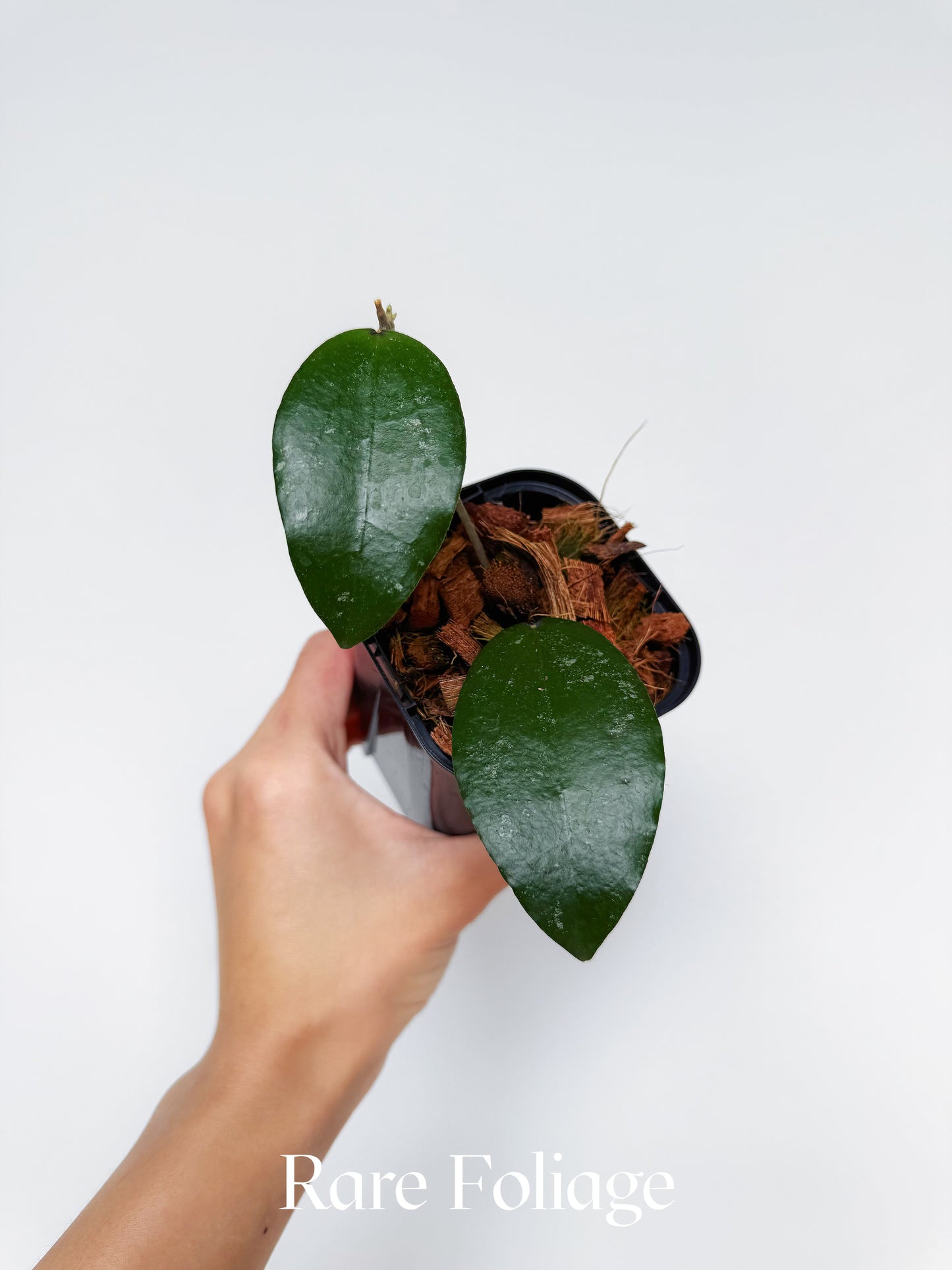 Hoya LP006 (Hoya Erythrina x Caudata) 3"
