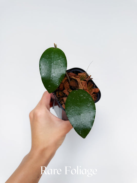 Hoya LP006 (Hoya Erythrina x Caudata) 3"