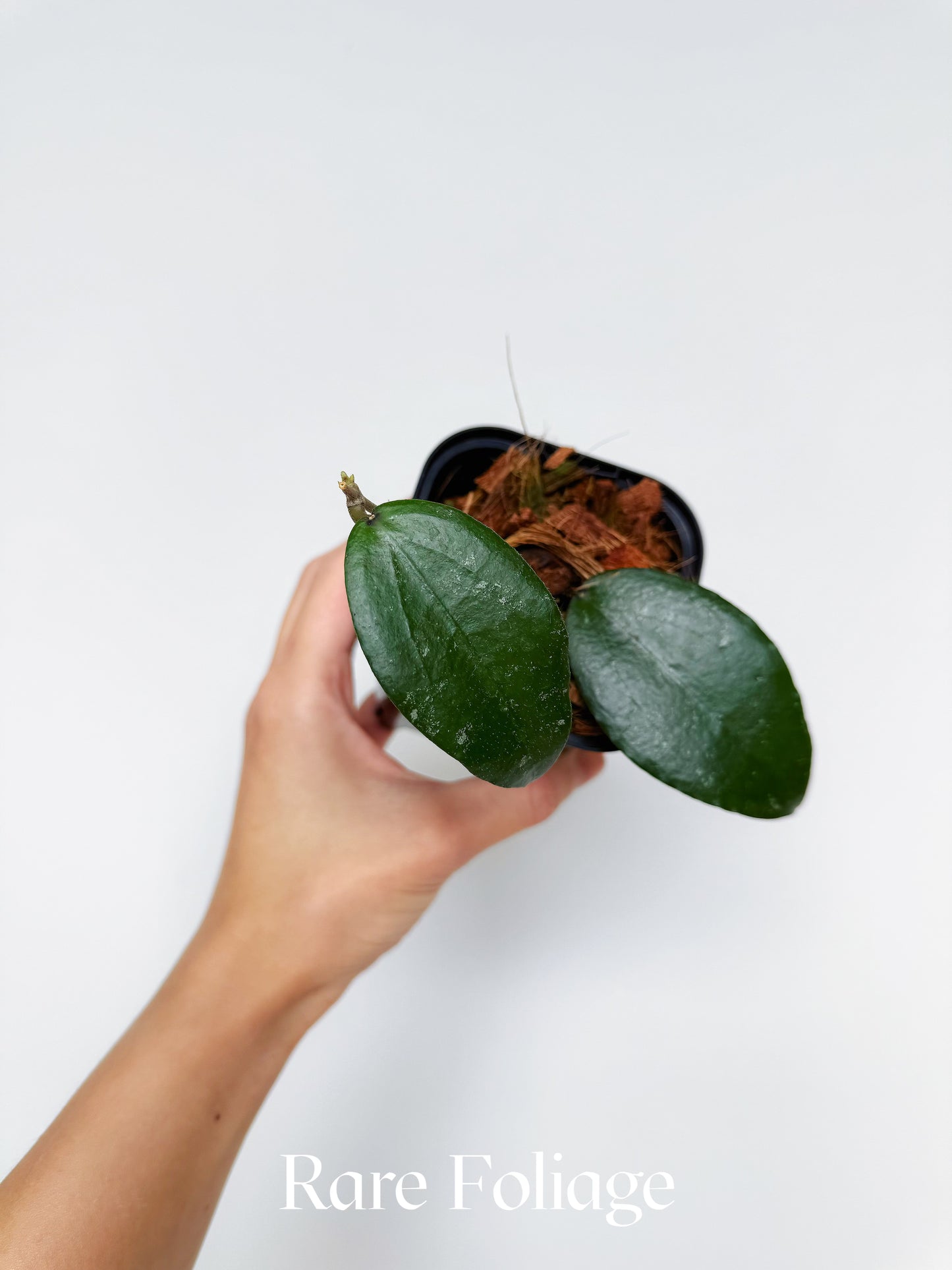 Hoya LP006 (Hoya Erythrina x Caudata) 3"